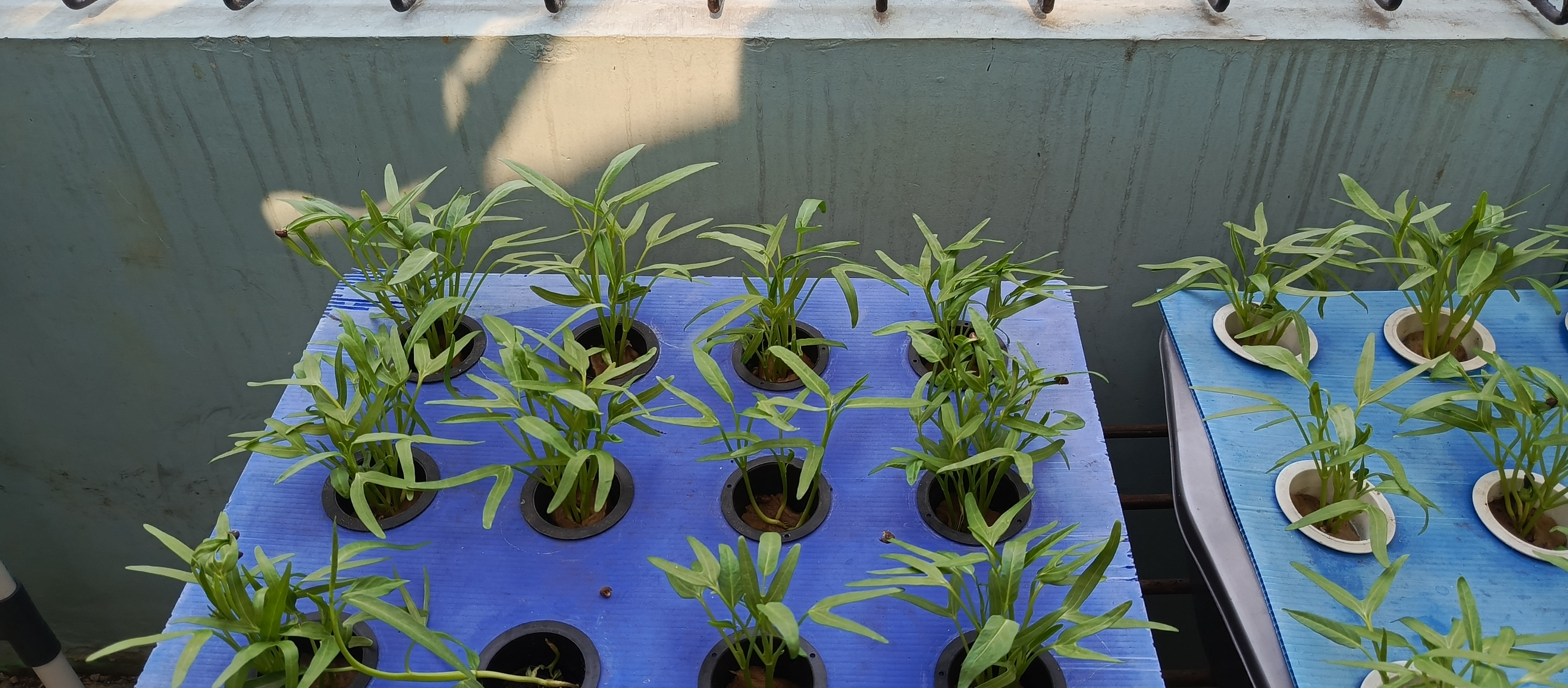 Lahan Urban Farming SMKN 43 Jakarta - Gambar 184