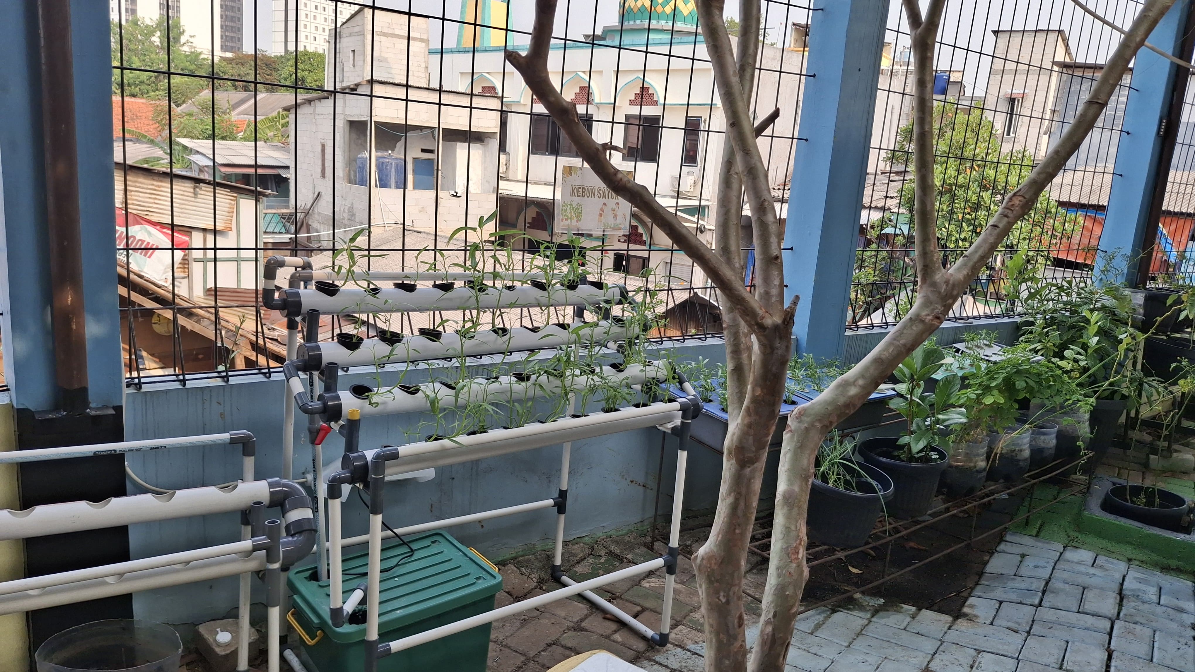 Lahan Urban Farming SMKN 43 Jakarta - Gambar 183