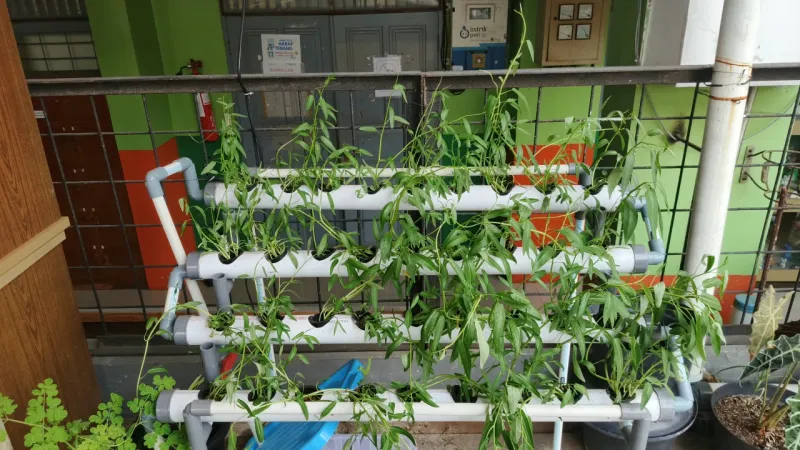 Lahan Urban Farming SMKN 41 Jakarta - Gambar 70