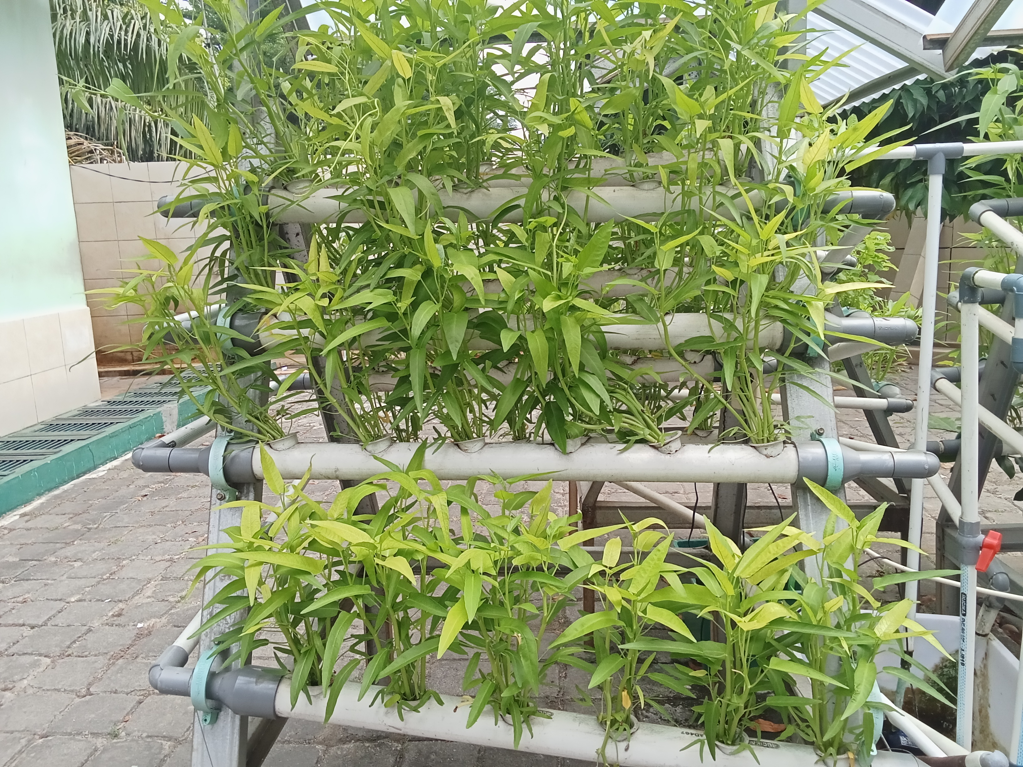 Lahan Urban Farming SMKN 59 Jakarta - Gambar 204