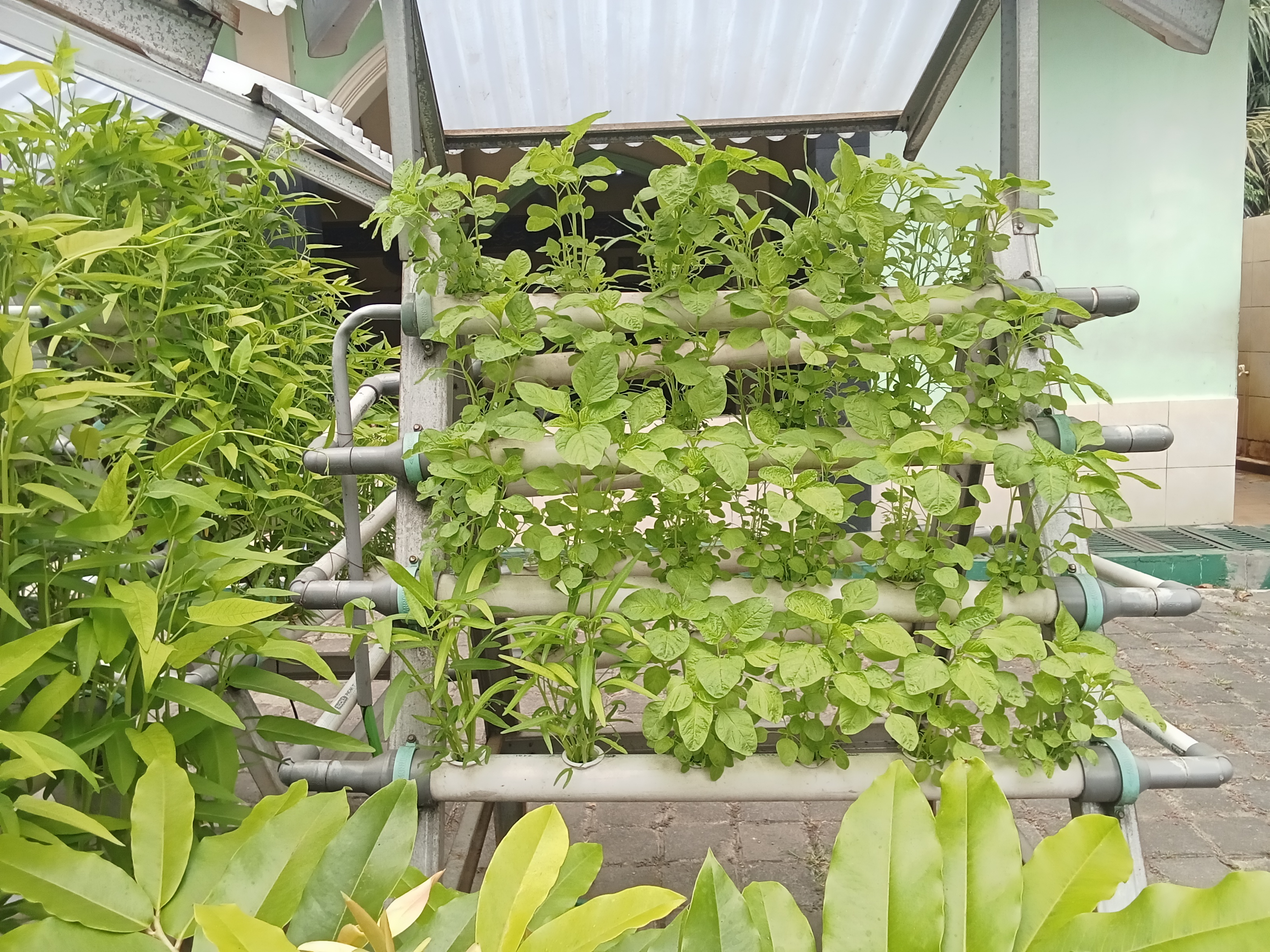 Lahan Urban Farming SMKN 59 Jakarta - Gambar 205