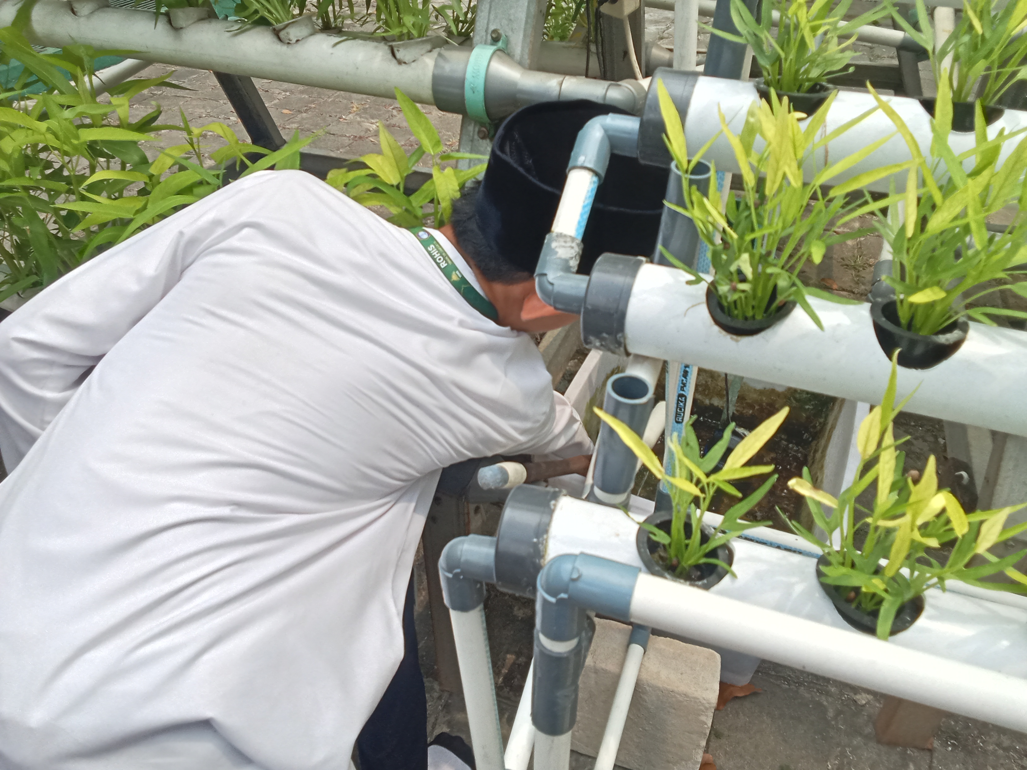 Lahan Urban Farming SMKN 59 Jakarta - Gambar 208