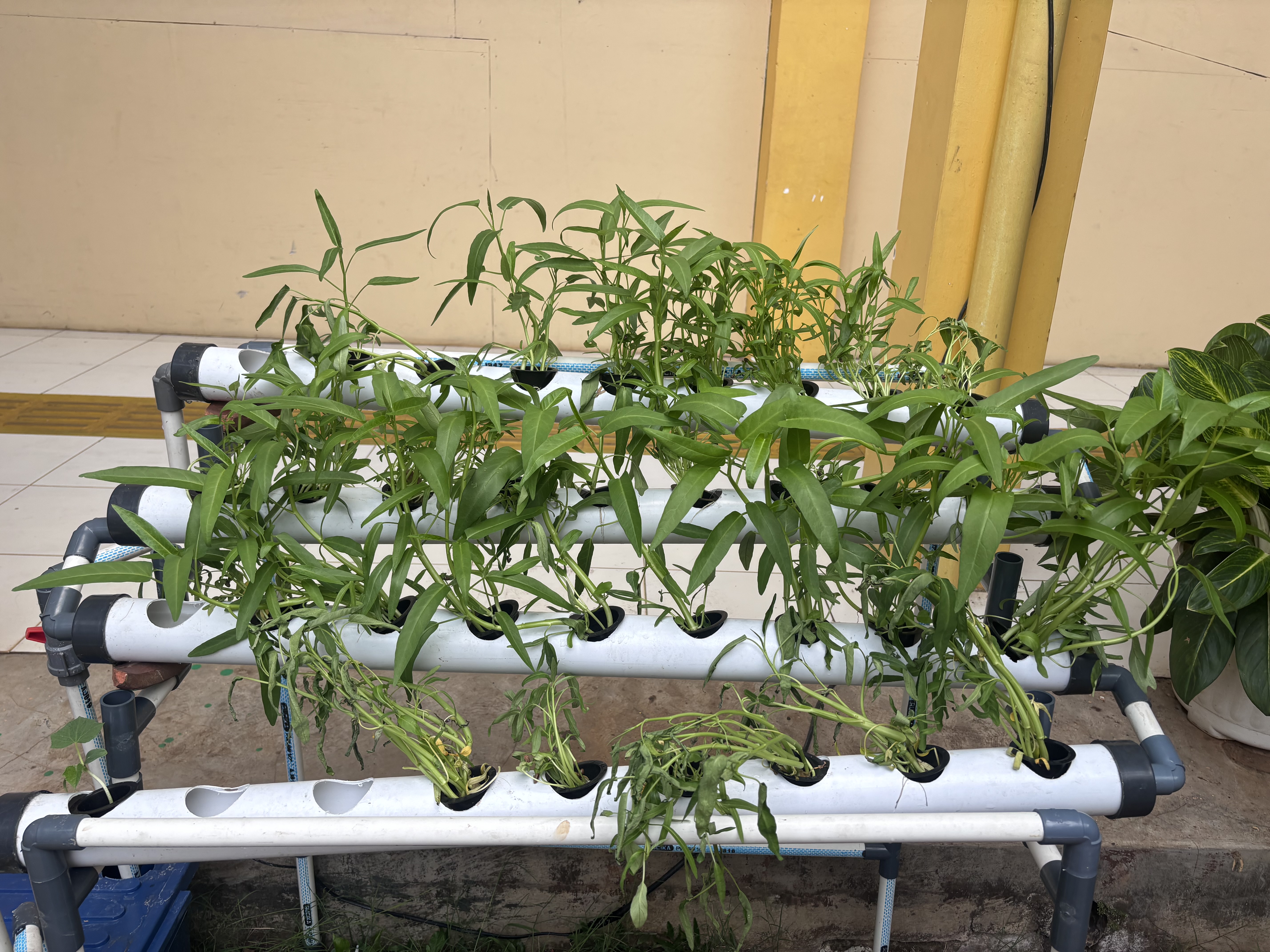 Lahan Urban Farming SLB A Pembina Tingkat Nasional - Gambar 110