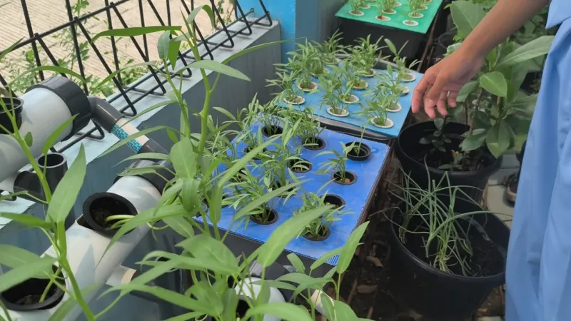 Lahan Urban Farming SMKN 43 Jakarta - Gambar 178