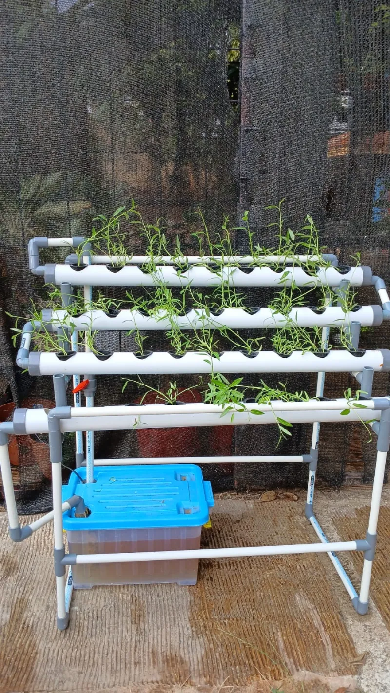 Lahan Urban Farming SMAN 109 Jakarta - Gambar 202