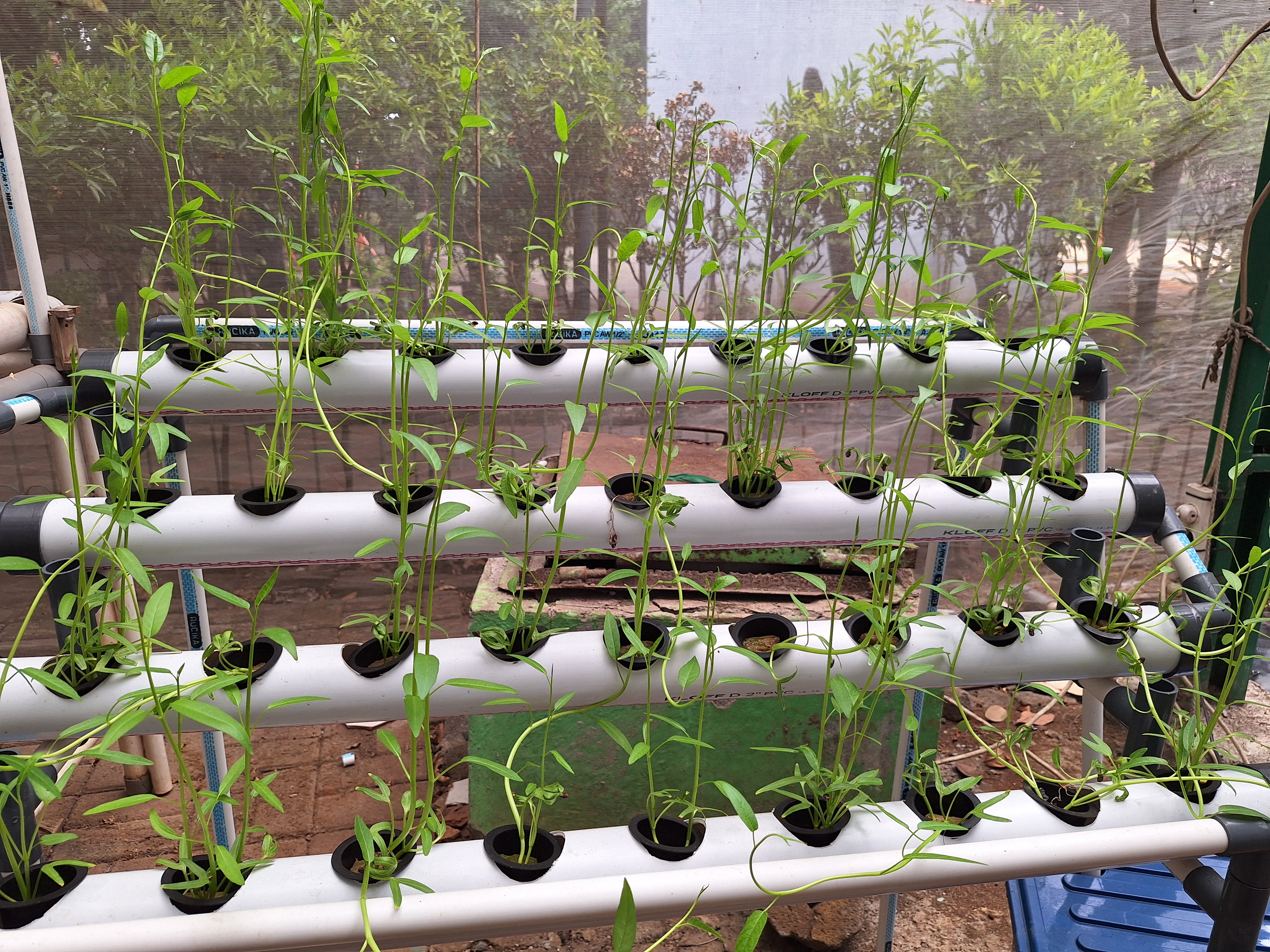 Lahan Urban Farming SMAN 34 Jakarta - Gambar 72