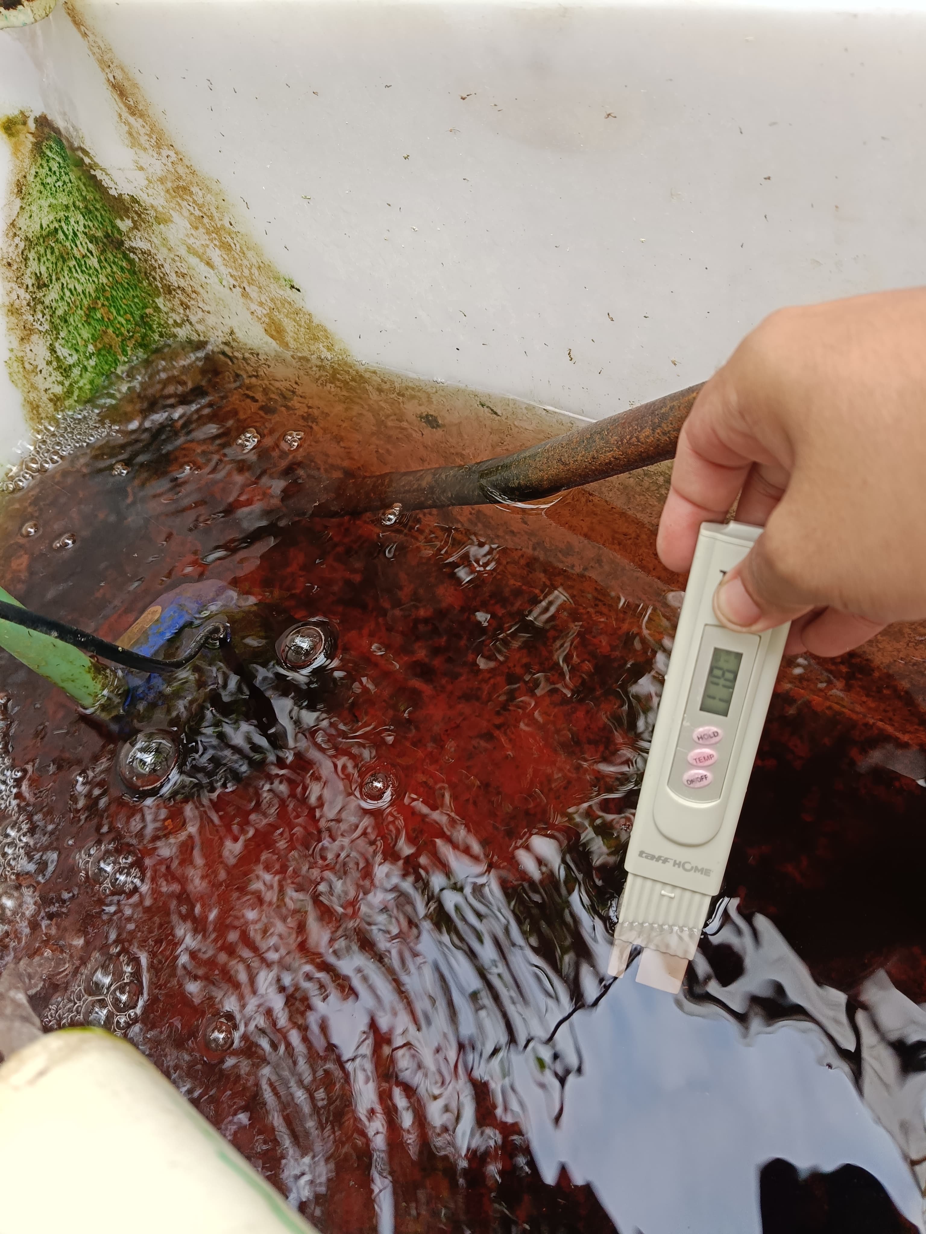 Lahan Urban Farming SMKN 59 Jakarta - Gambar 200