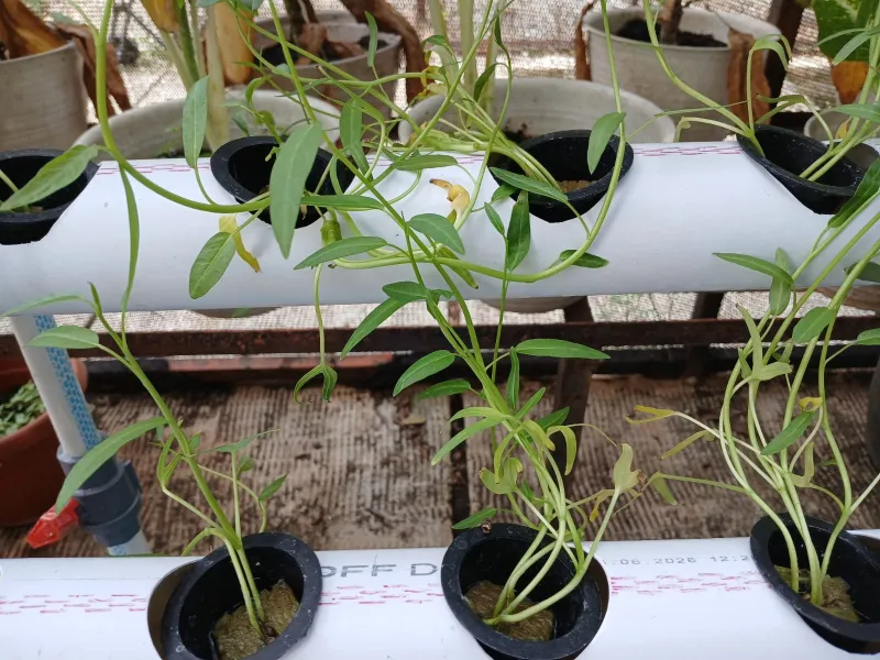 Lahan Urban Farming SMAN 109 Jakarta - Gambar 200