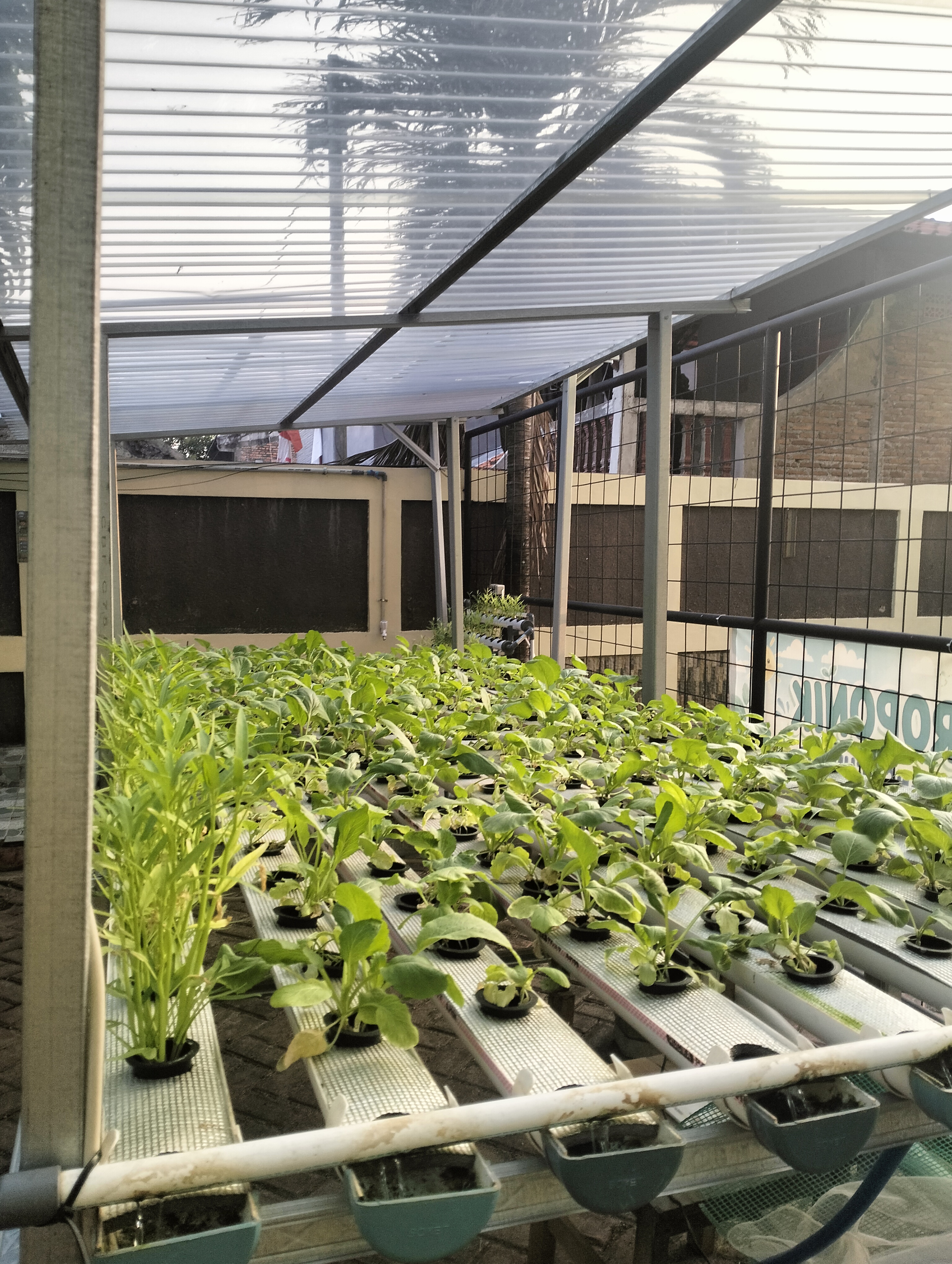 Lahan Urban Farming SDN Lenteng Agung 07 Jakarta - Gambar 92