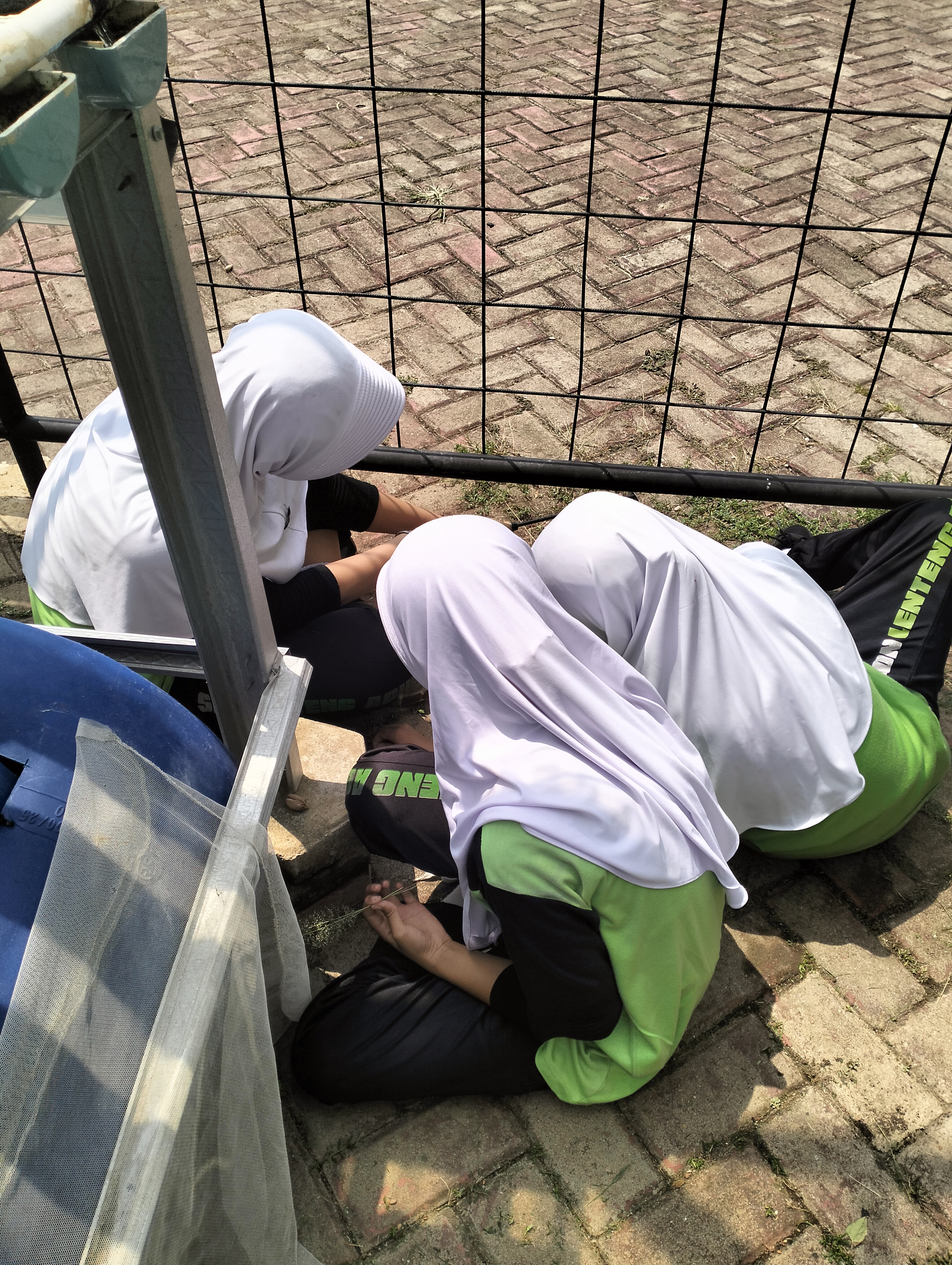 Lahan Urban Farming SDN Lenteng Agung 07 Jakarta - Gambar 90