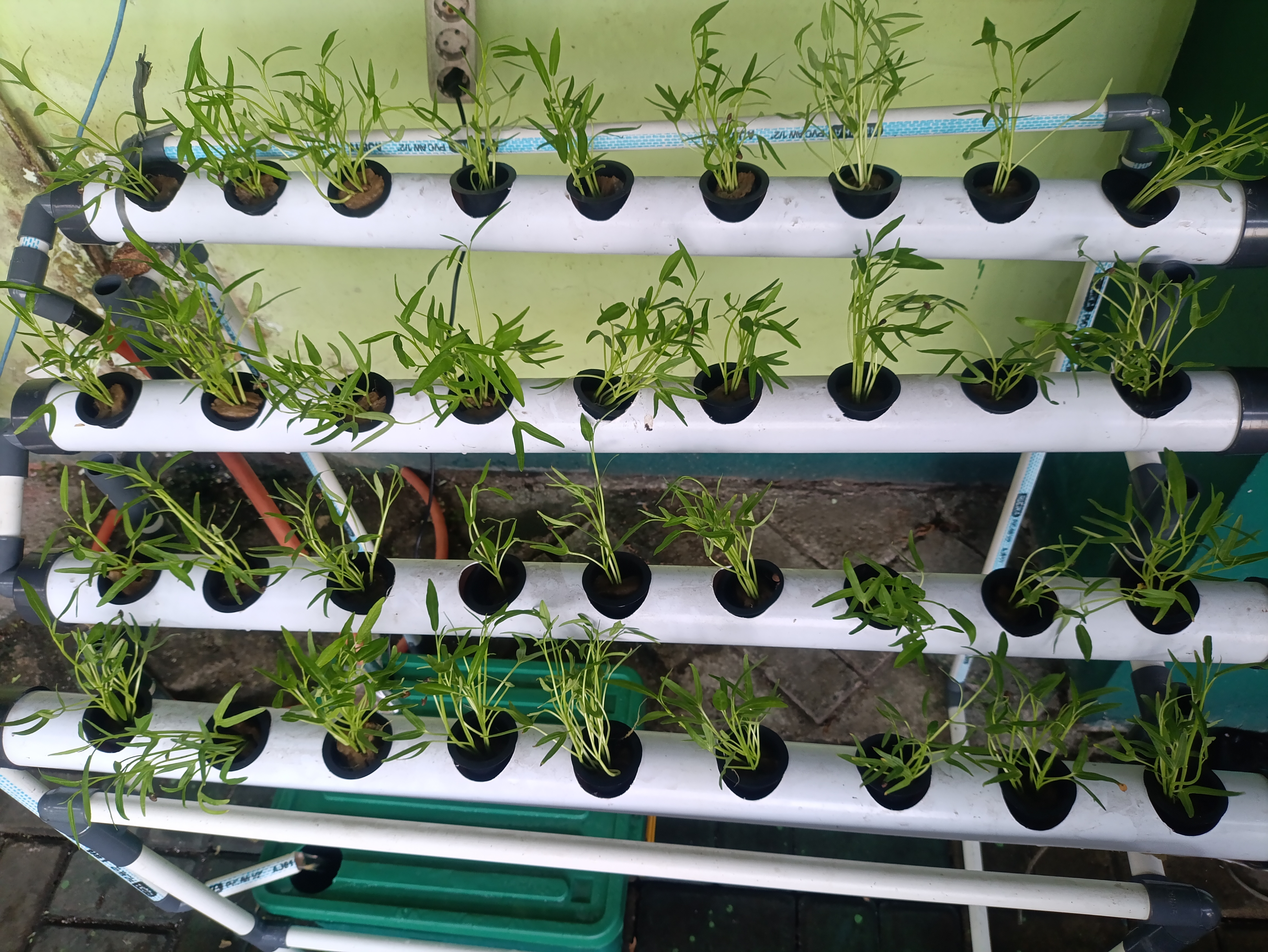 Lahan Urban Farming SMAN 63 Jakarta - Gambar 72