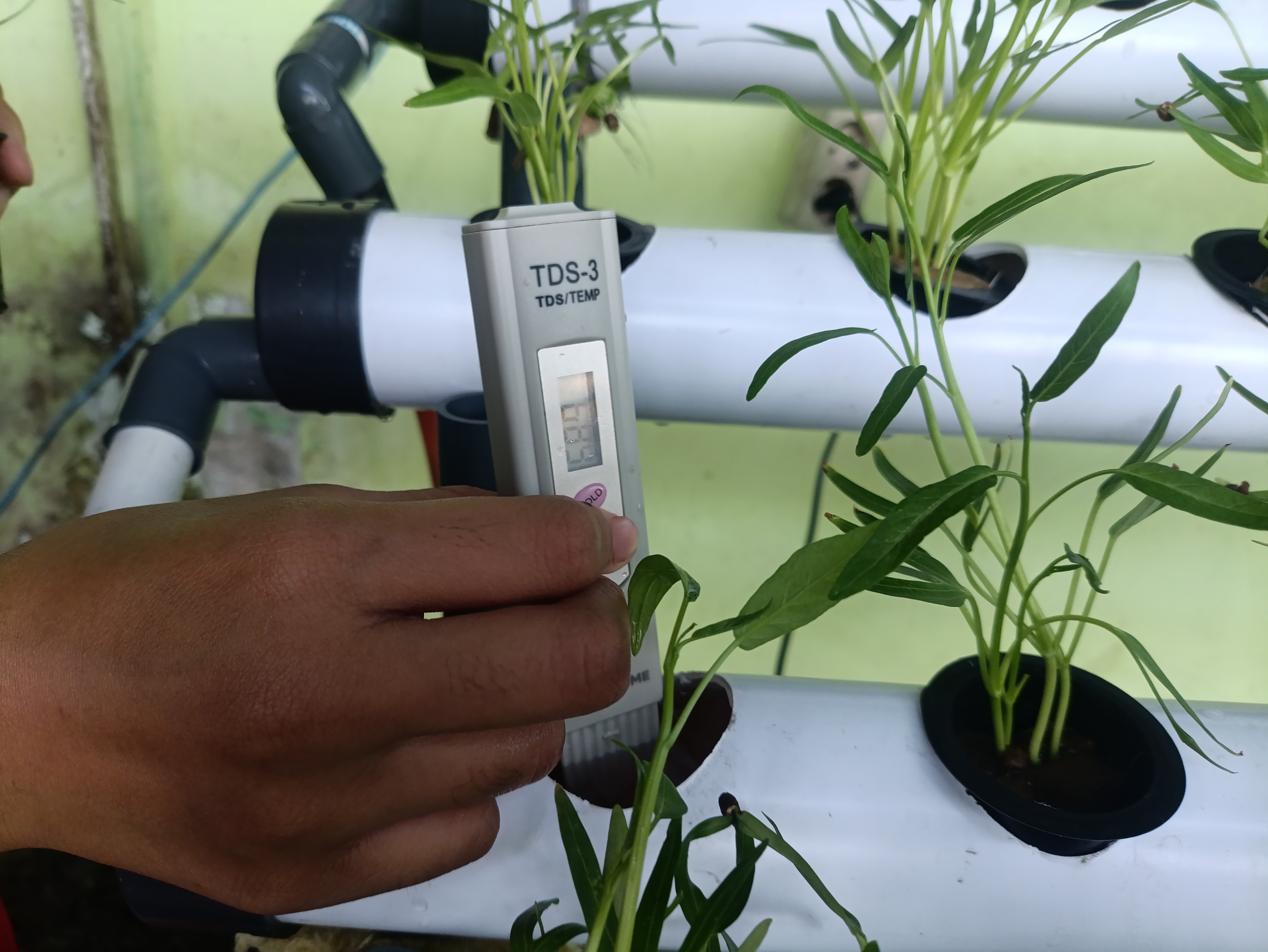 Lahan Urban Farming SMAN 63 Jakarta - Gambar 70