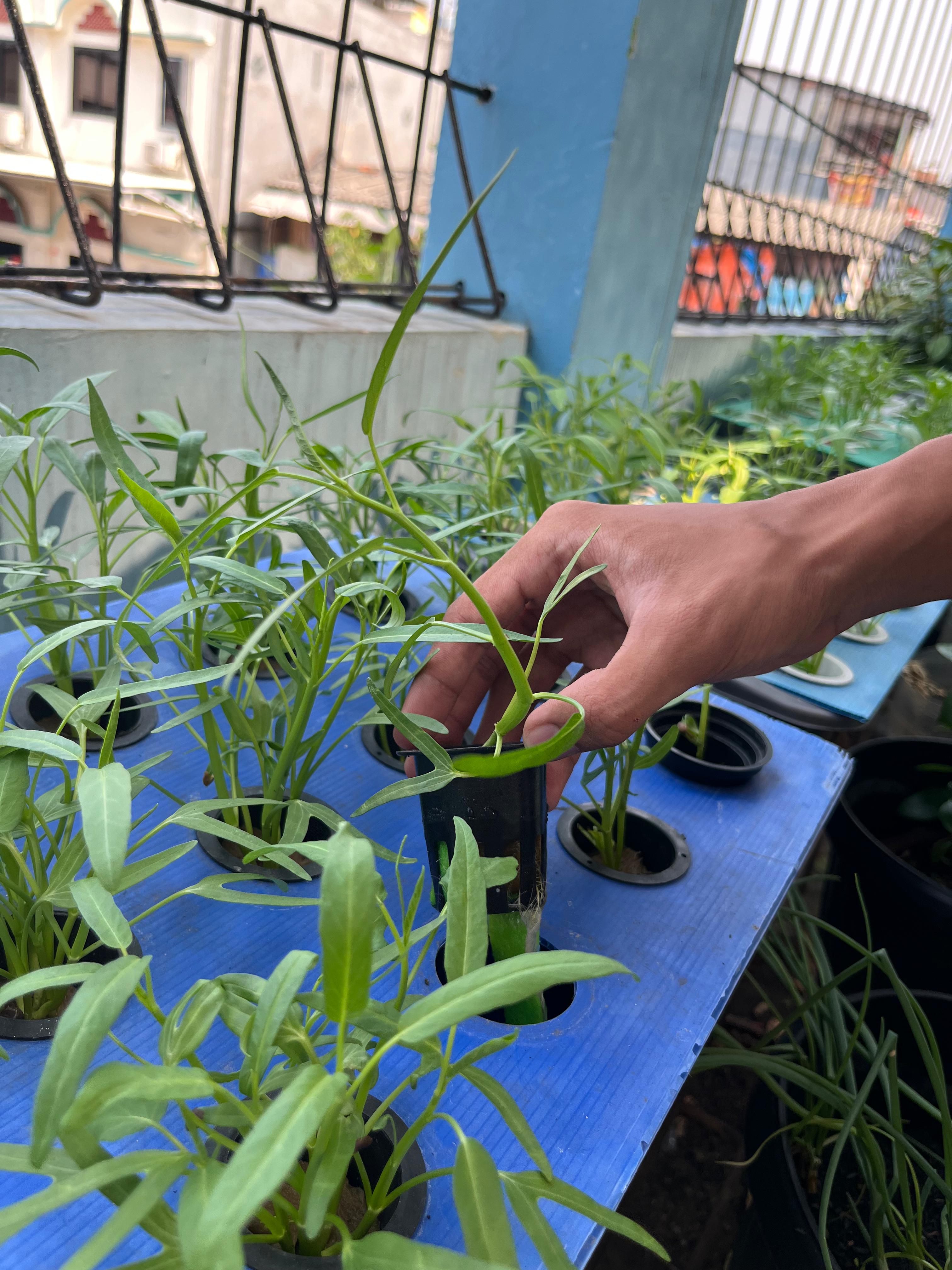 Lahan Urban Farming SMKN 43 Jakarta - Gambar 175