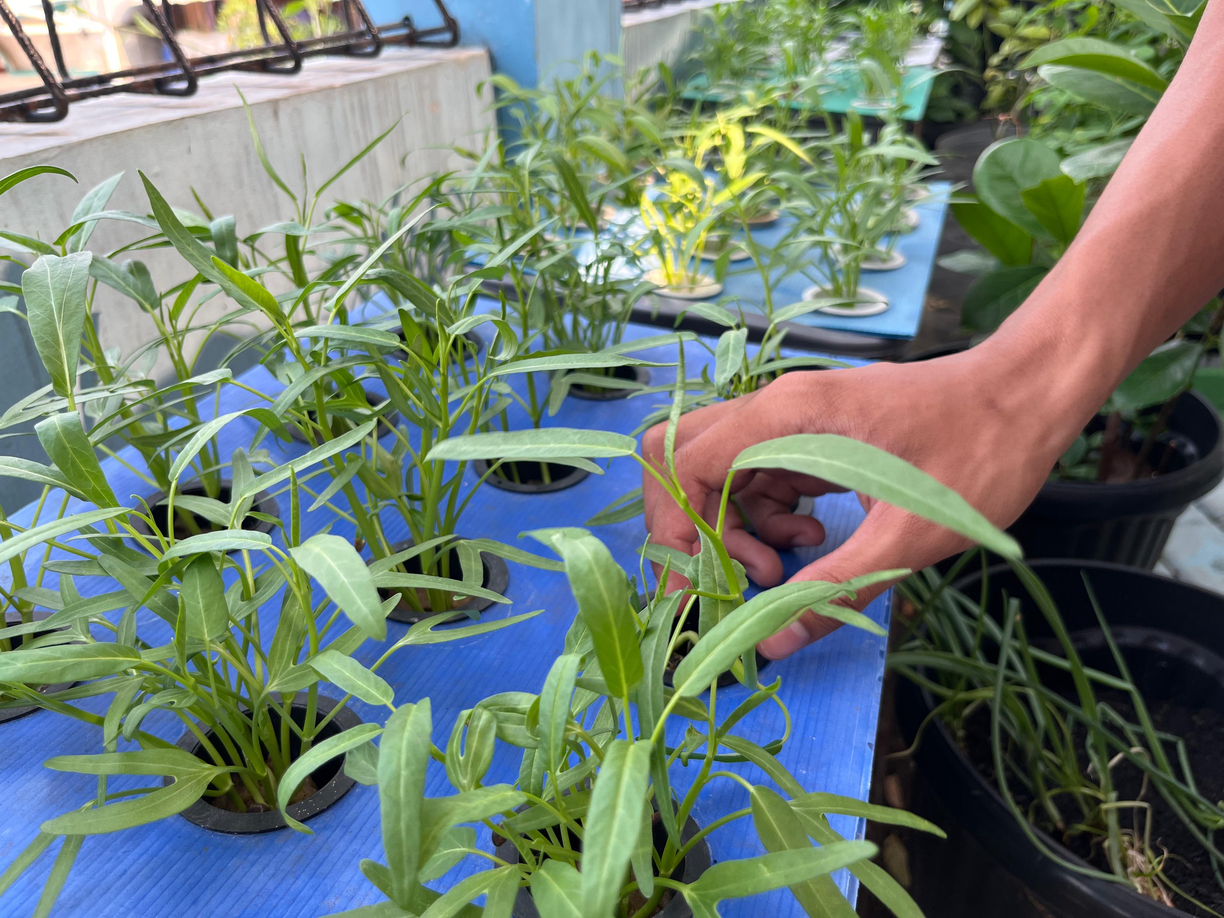 Lahan Urban Farming SMKN 43 Jakarta - Gambar 174
