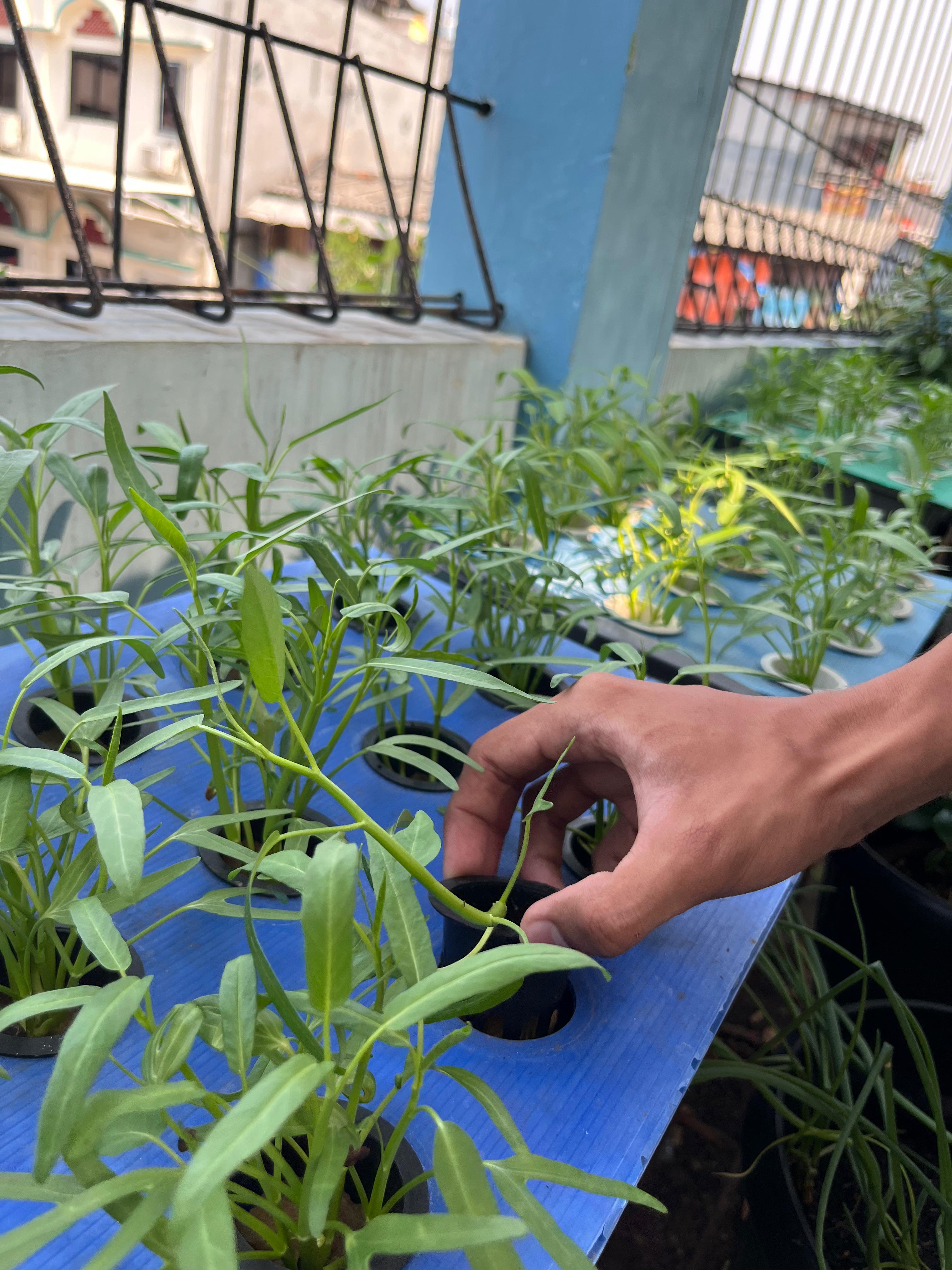 Lahan Urban Farming SMKN 43 Jakarta - Gambar 173