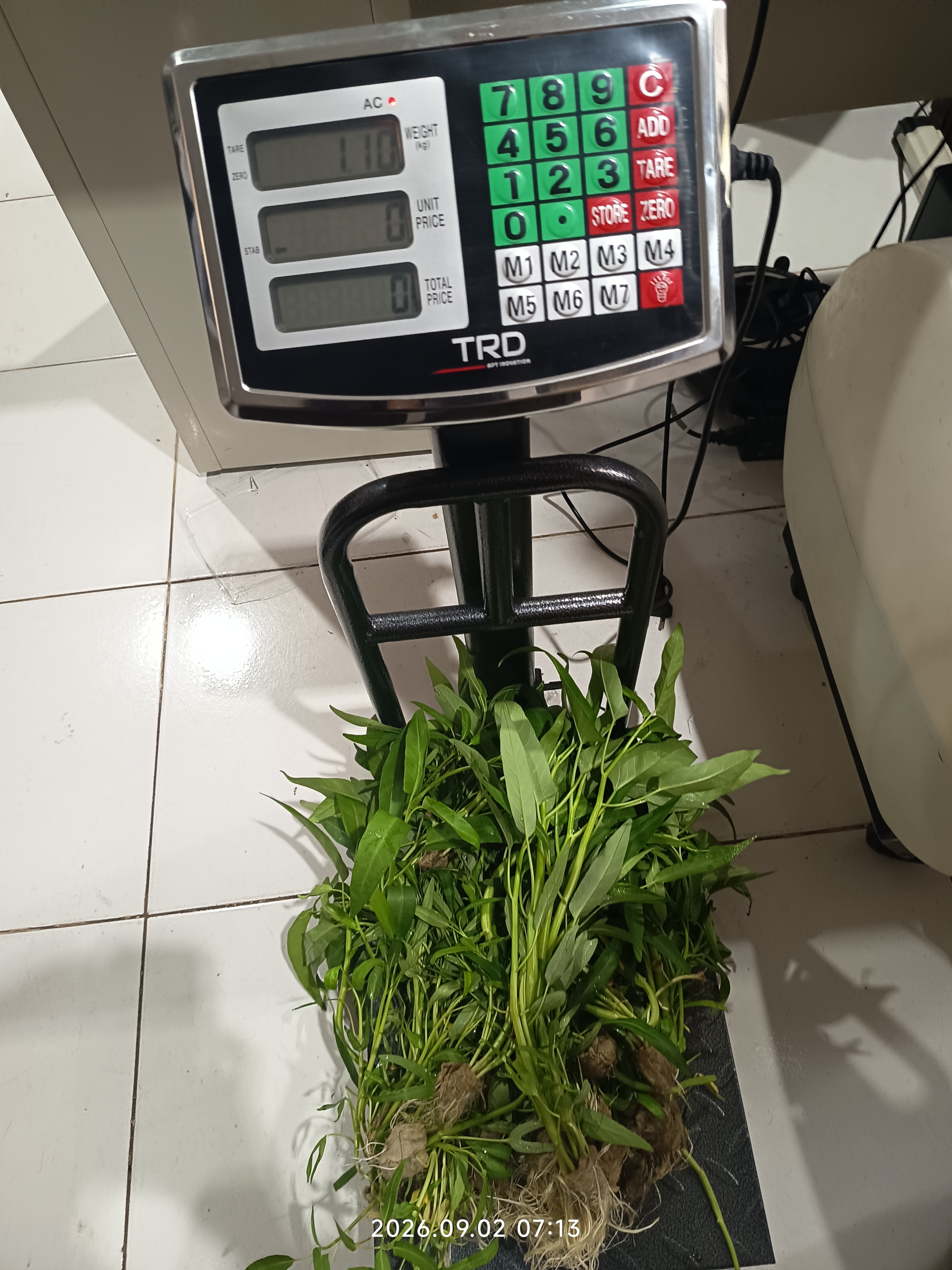 Lahan Urban Farming SLB A Pembina Tingkat Nasional - Gambar 105