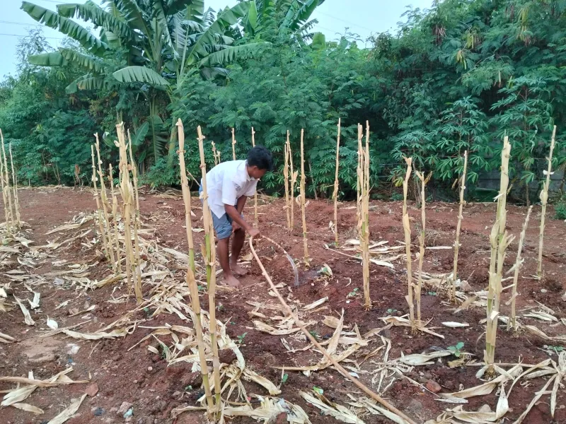 KEBUN SMKN 74 JAGAKARSA JAKARTA SELATAN - Gambar 281