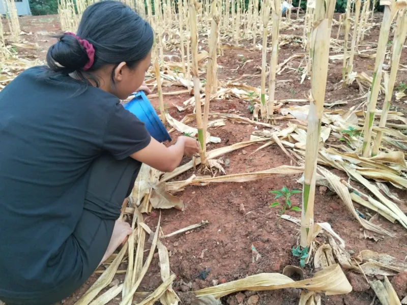 KEBUN SMKN 74 JAGAKARSA JAKARTA SELATAN - Gambar 278