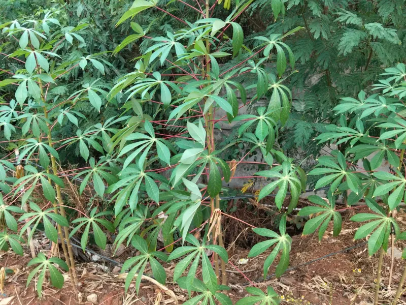 KEBUN SMKN 74 JAGAKARSA JAKARTA SELATAN - Gambar 275