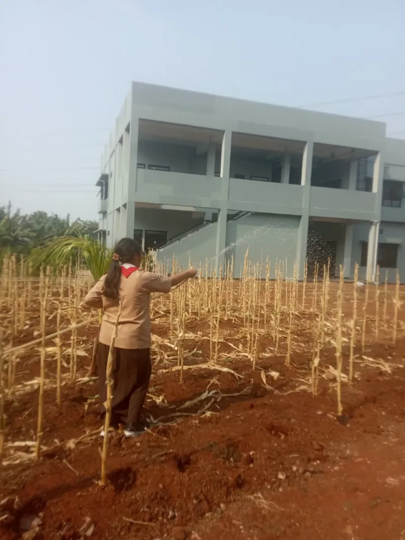 KEBUN SMKN 74 JAGAKARSA JAKARTA SELATAN - Gambar 263