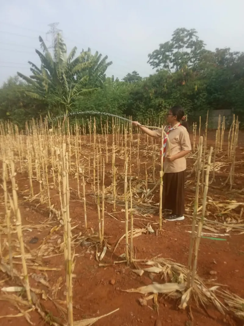 KEBUN SMKN 74 JAGAKARSA JAKARTA SELATAN - Gambar 262