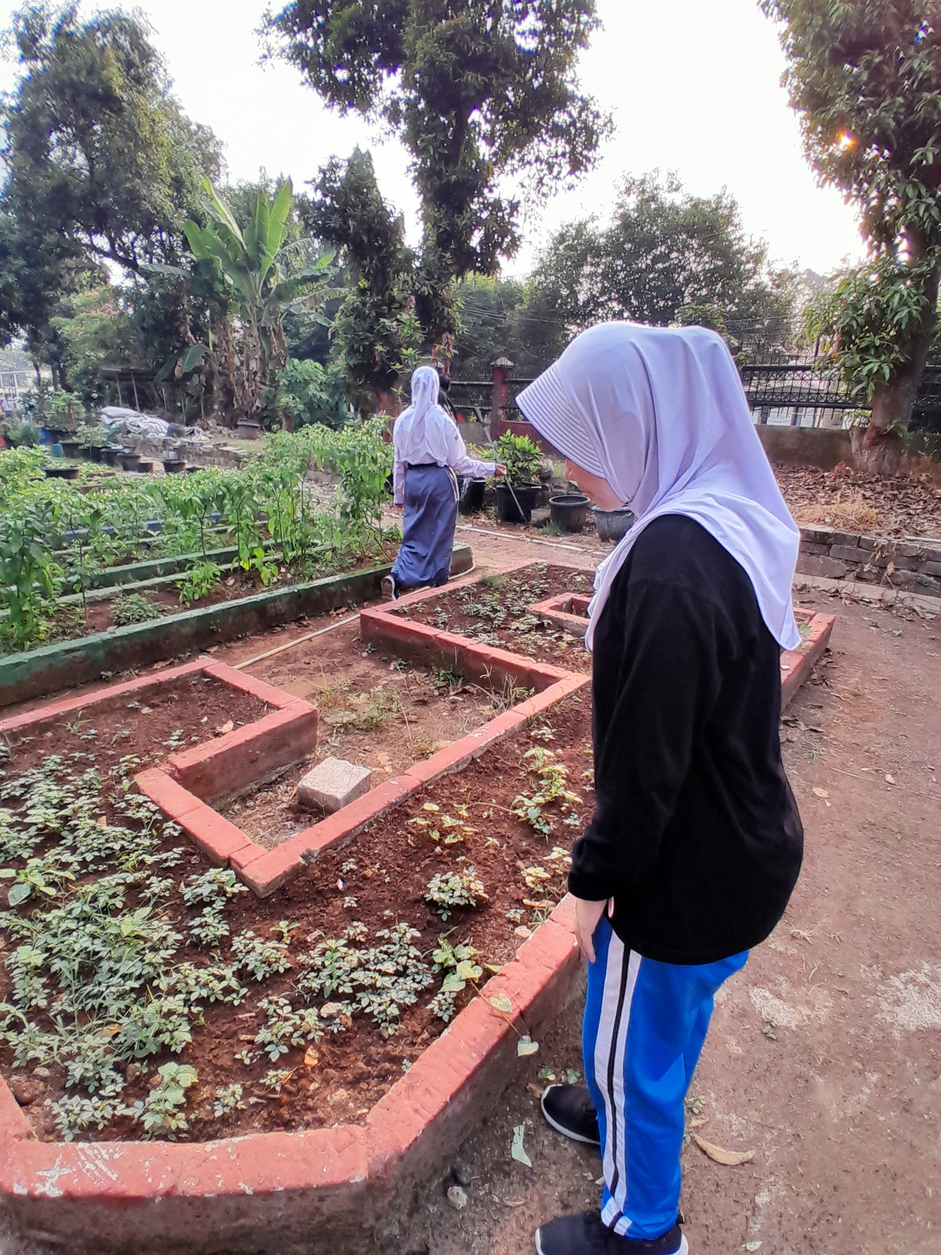 Lahan Urban Farming SMAN 109 Jakarta - Gambar 196