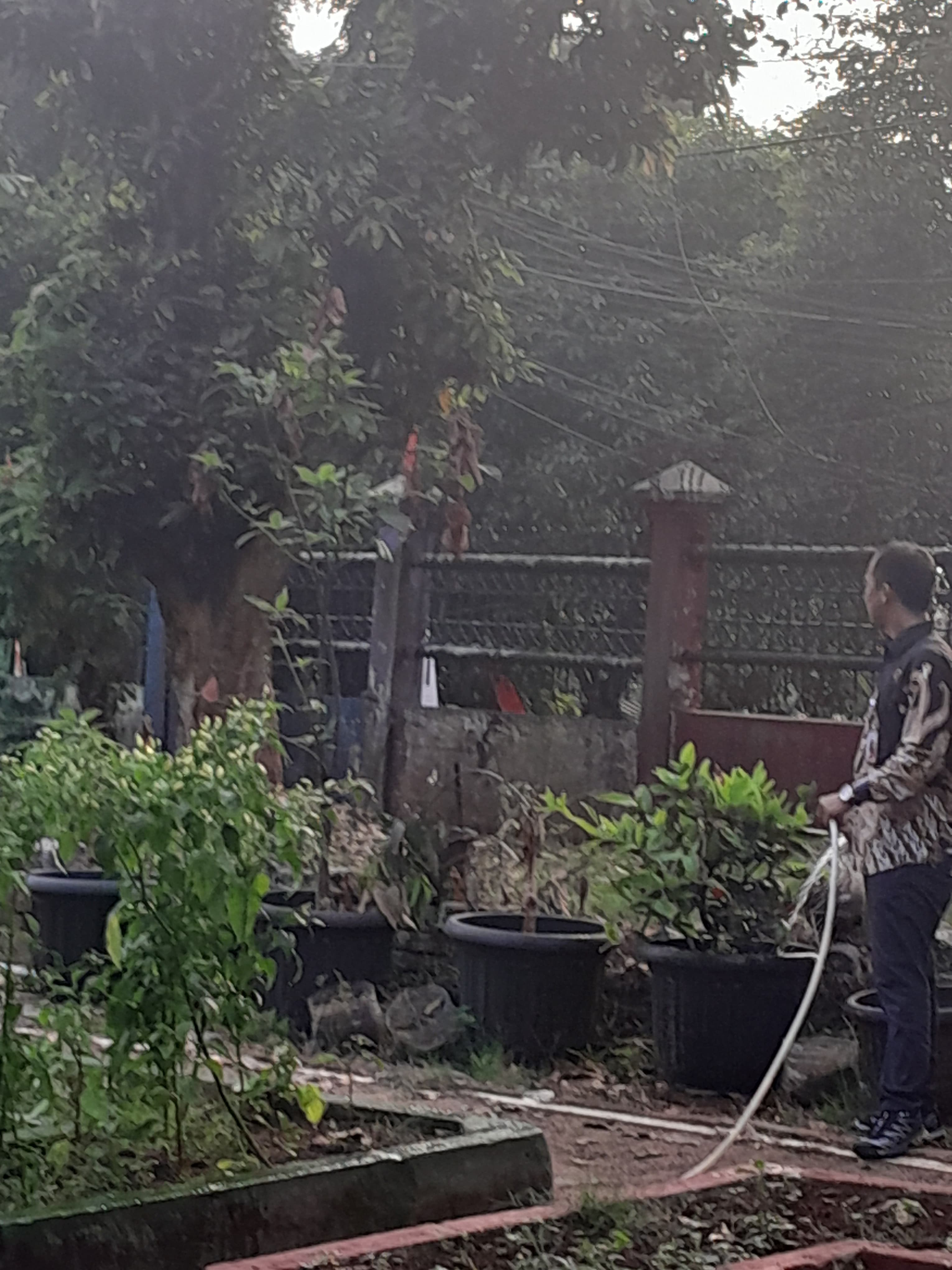 Lahan Urban Farming SMAN 109 Jakarta - Gambar 195