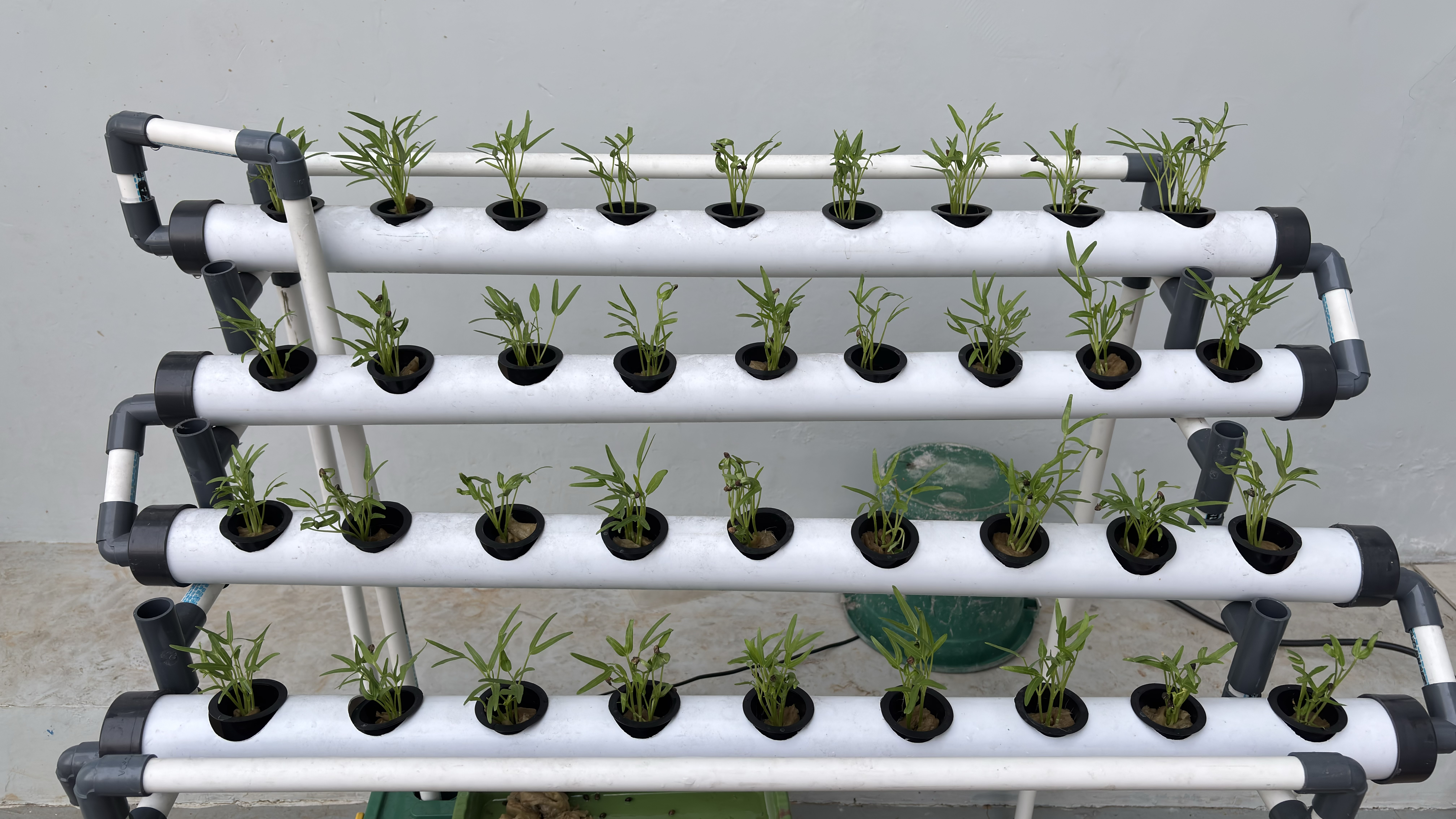 Lahan Urban Farming SMAN 116 Jakarta - Gambar 121