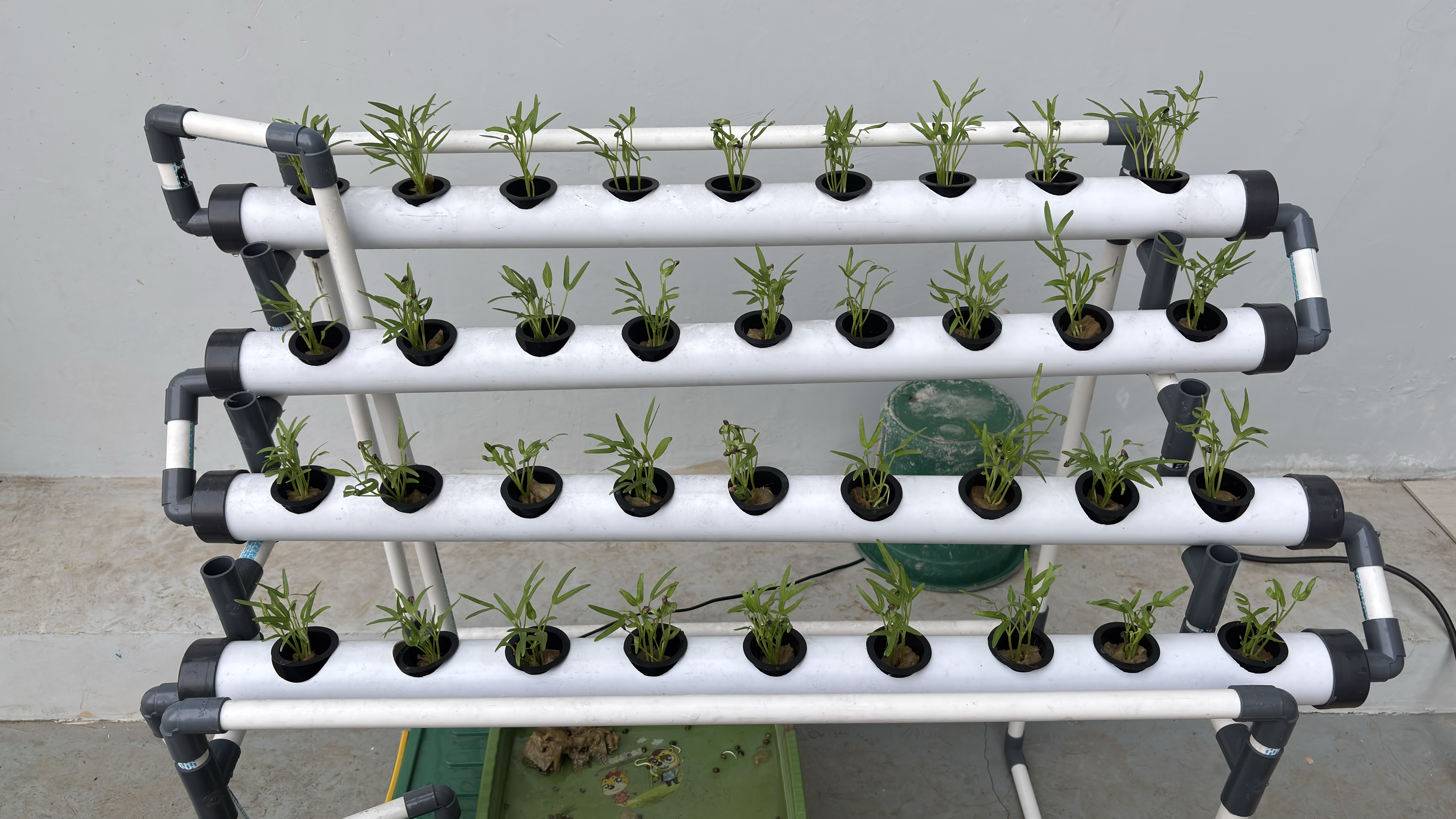Lahan Urban Farming SMAN 116 Jakarta - Gambar 120