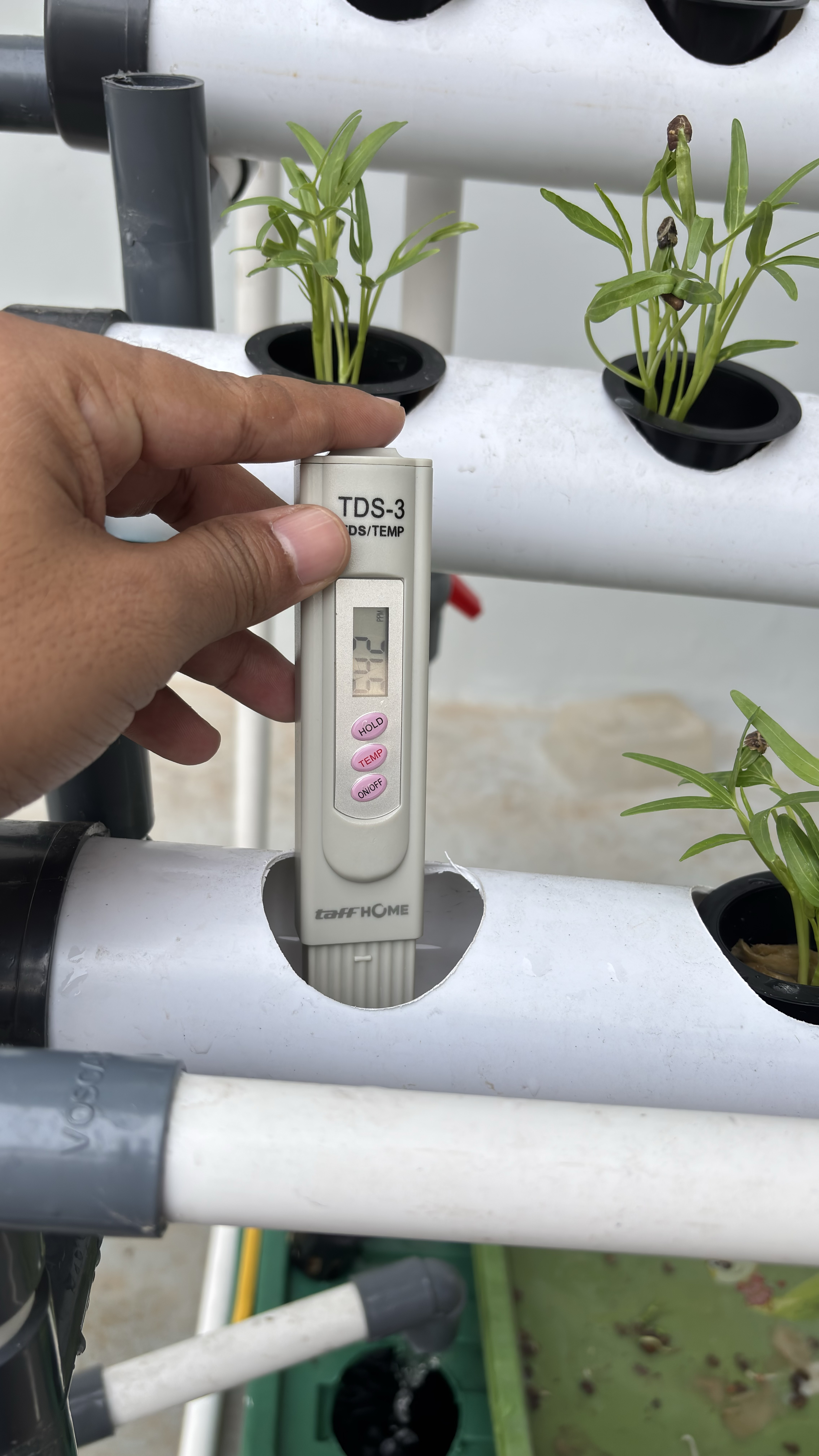 Lahan Urban Farming SMAN 116 Jakarta - Gambar 122