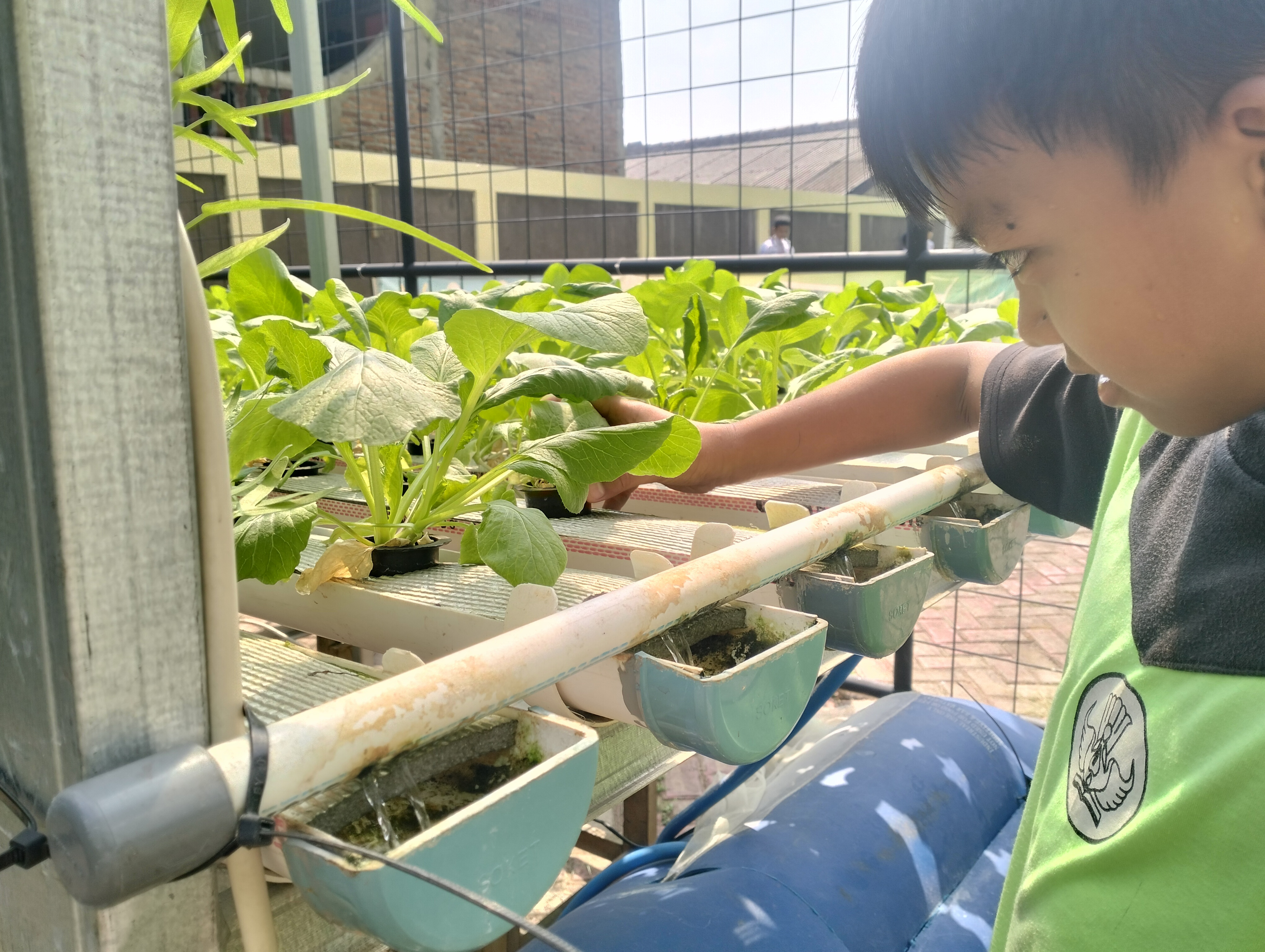Lahan Urban Farming SDN Lenteng Agung 07 Jakarta - Gambar 87