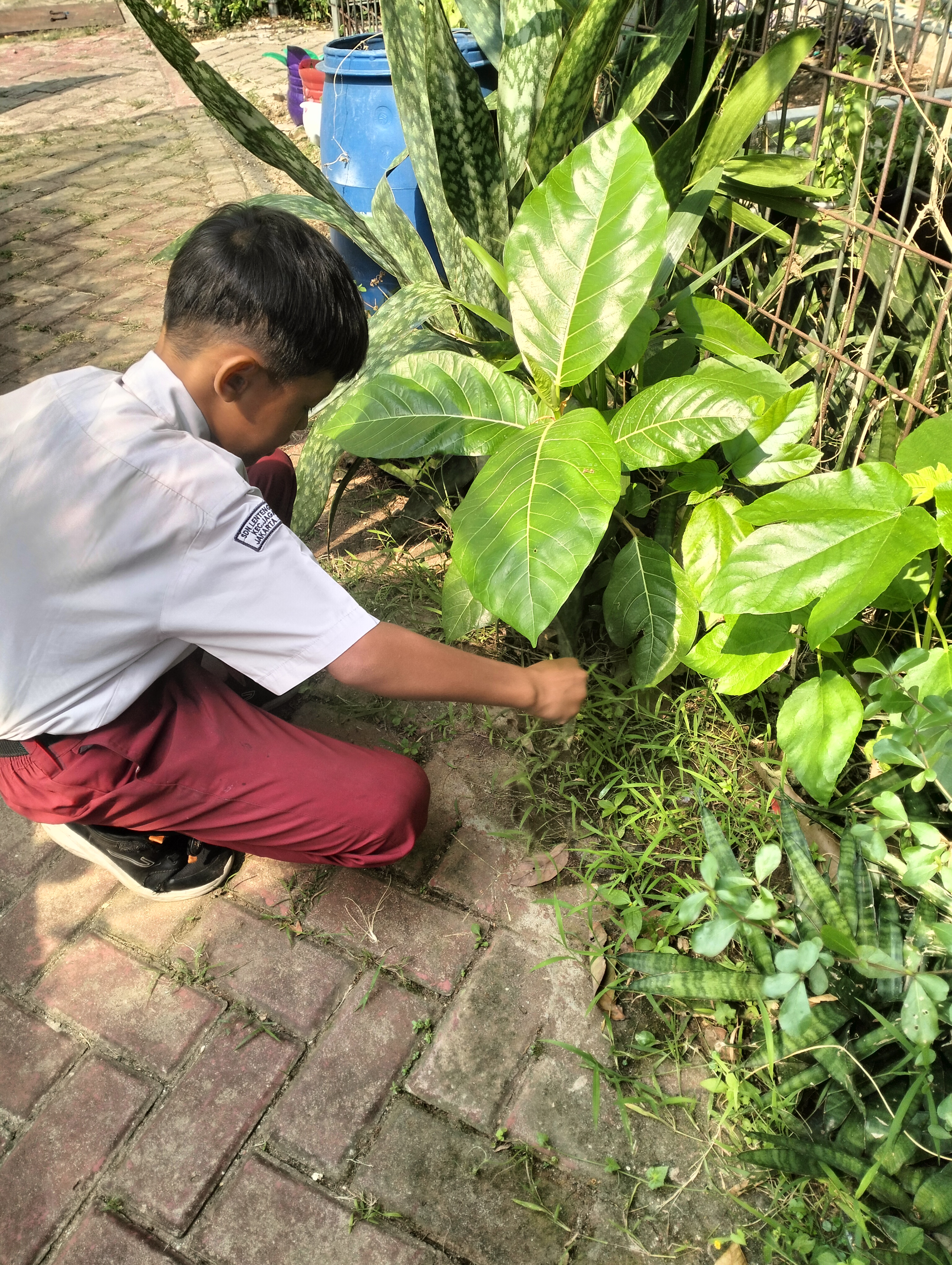 Lahan Urban Farming SDN Lenteng Agung 07 Jakarta - Gambar 89