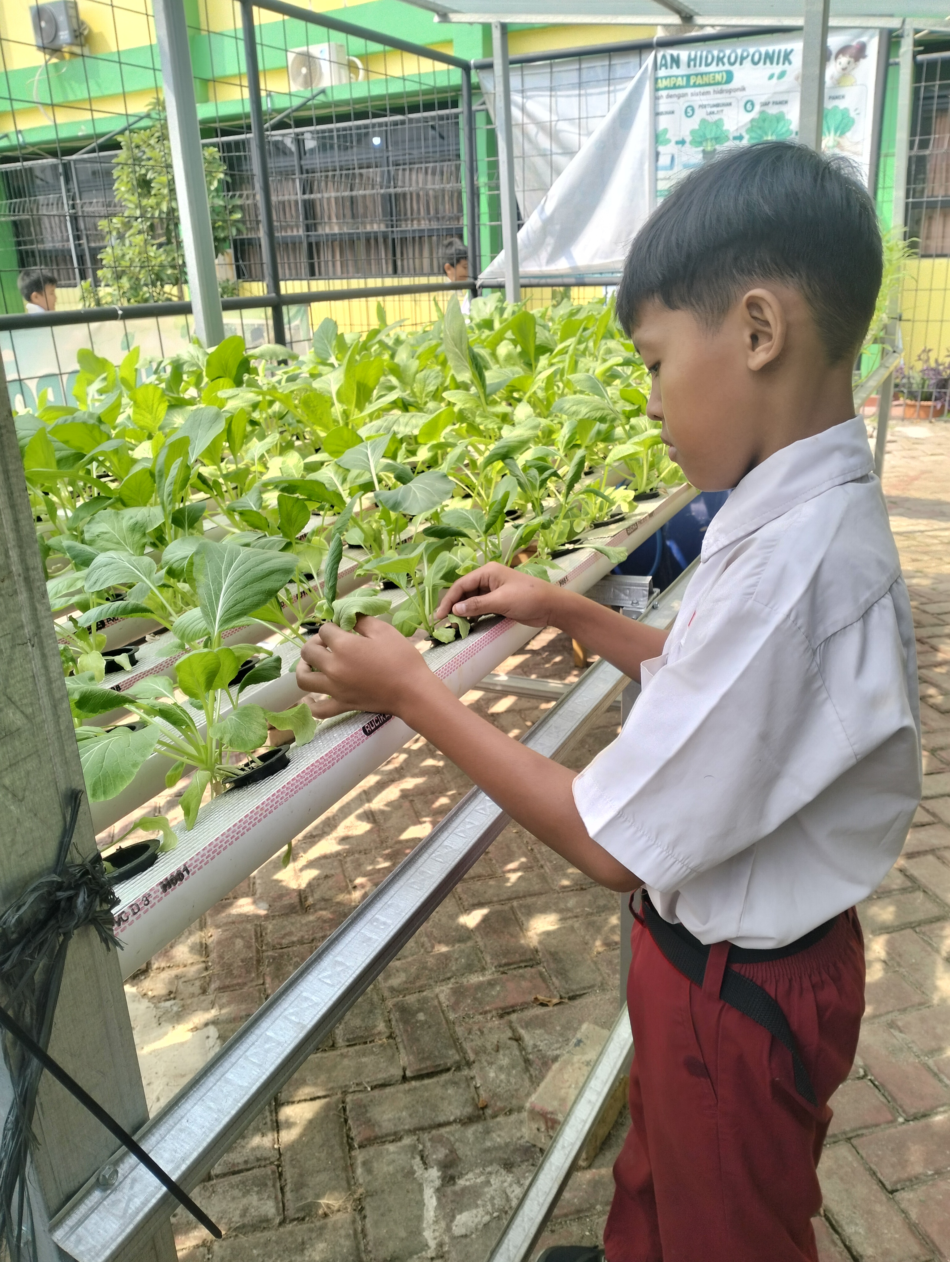 Lahan Urban Farming SDN Lenteng Agung 07 Jakarta - Gambar 86