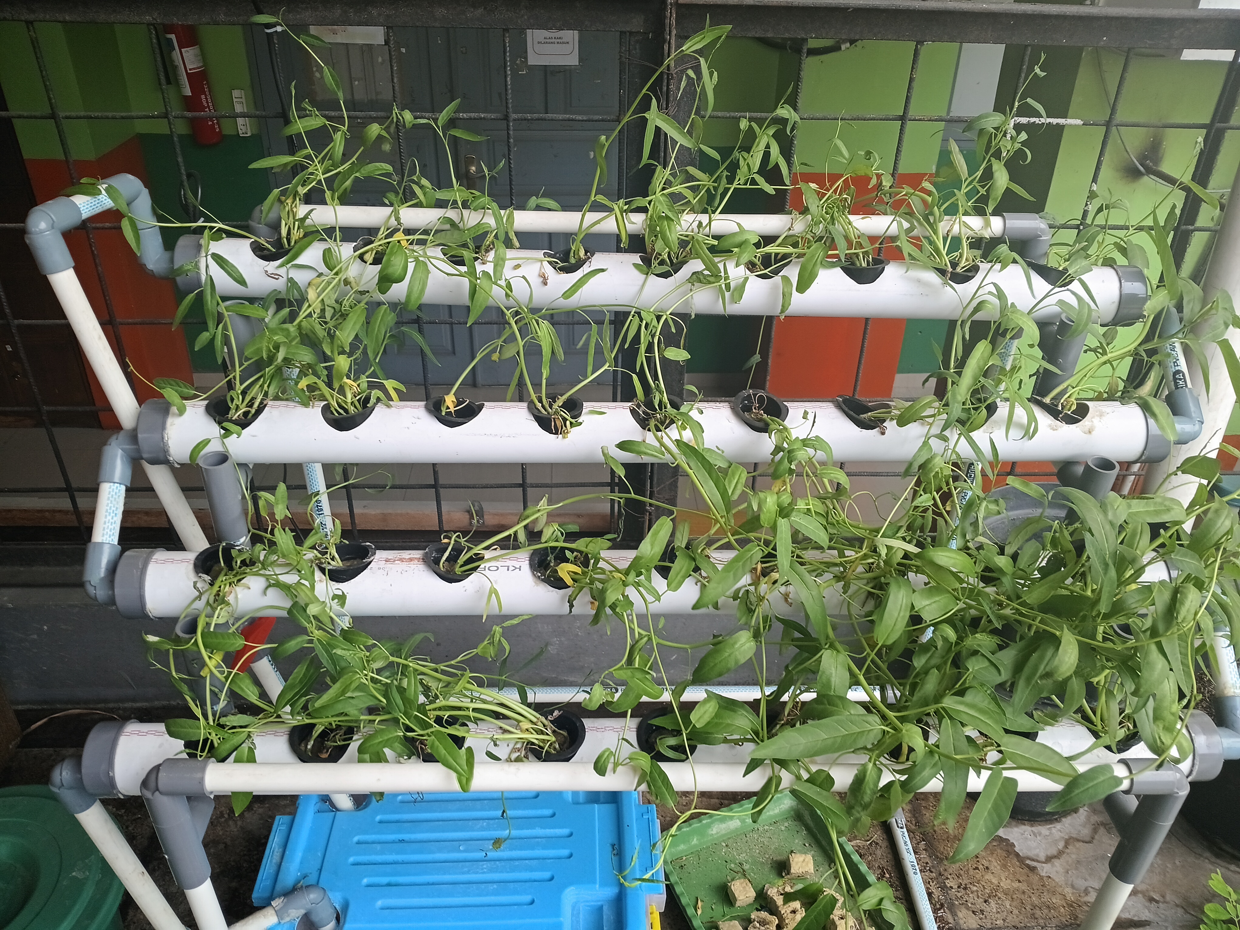 Lahan Urban Farming SMKN 41 Jakarta - Gambar 65