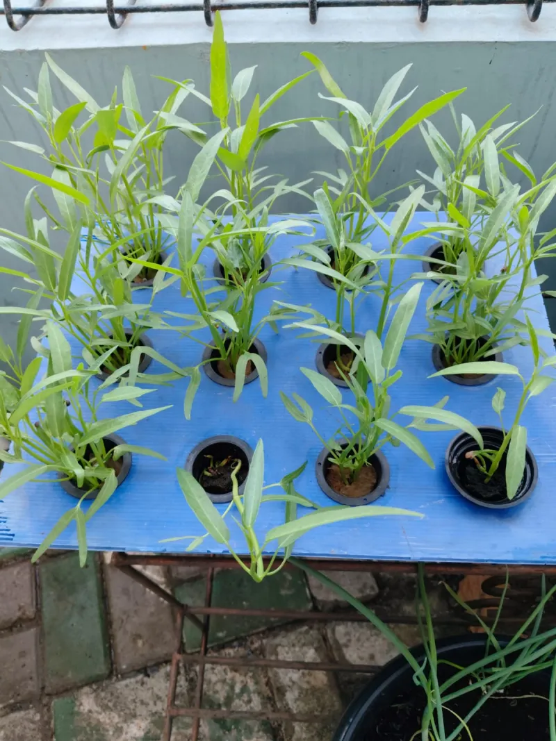 Lahan Urban Farming SMKN 43 Jakarta - Gambar 171