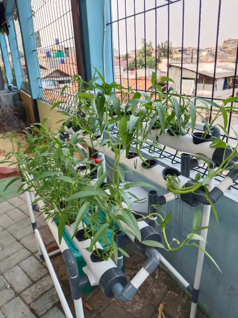 Lahan Urban Farming SMKN 43 Jakarta - Gambar 168