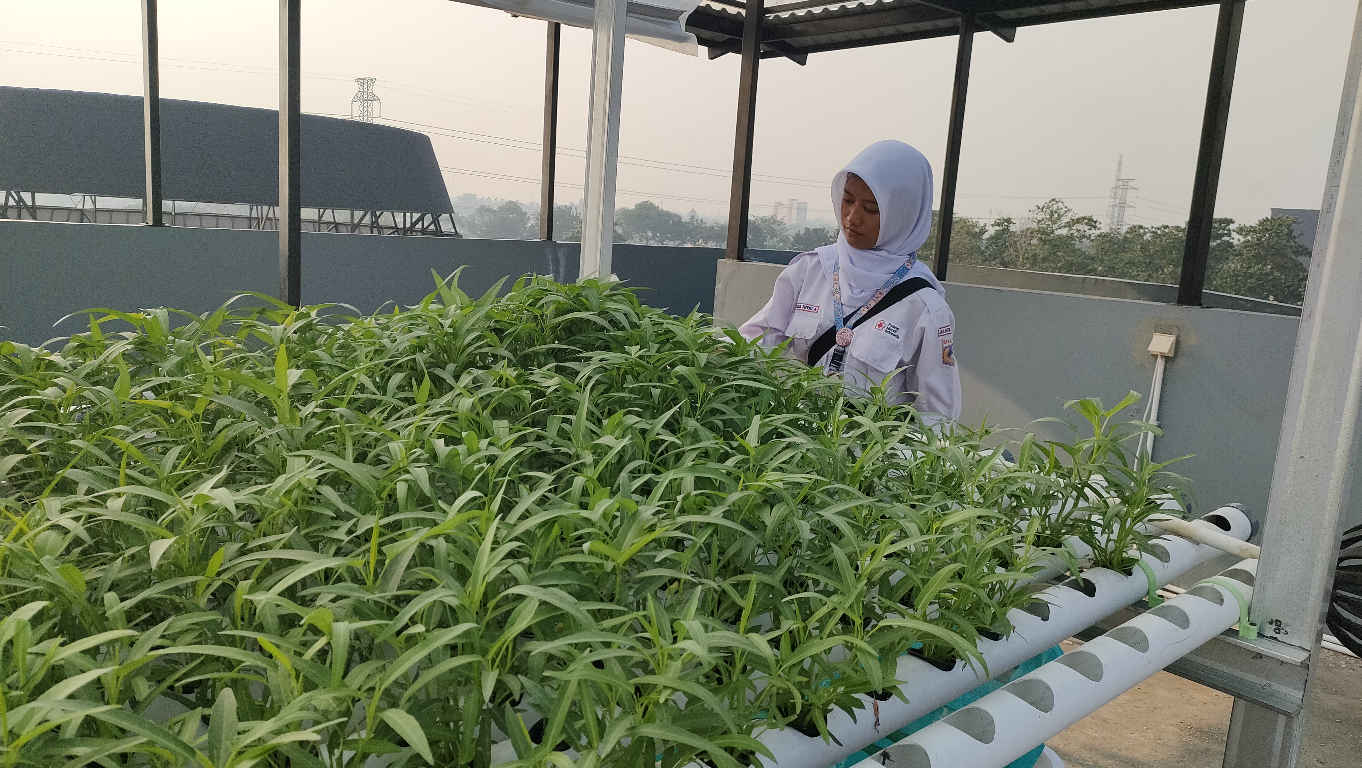 KEBUN SMKN 74 JAGAKARSA JAKARTA SELATAN - Gambar 257