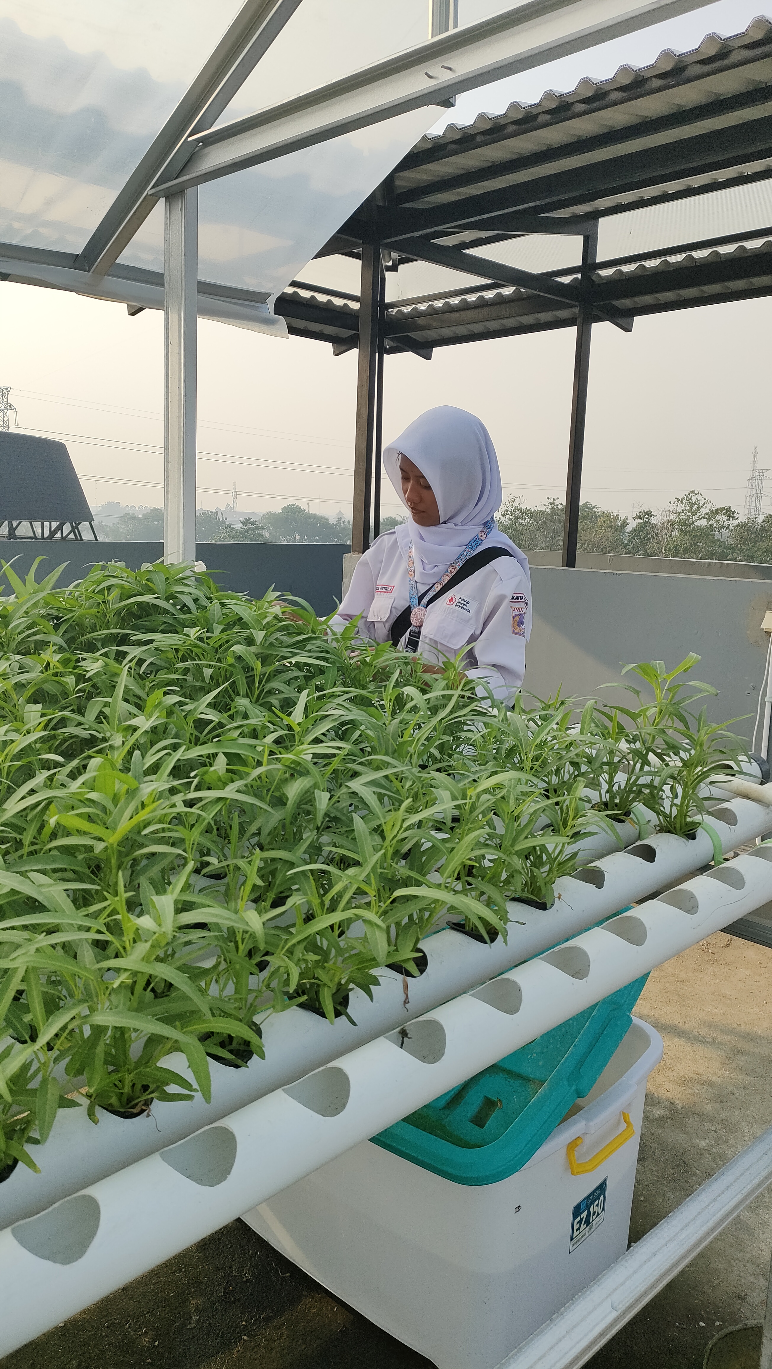 KEBUN SMKN 74 JAGAKARSA JAKARTA SELATAN - Gambar 258