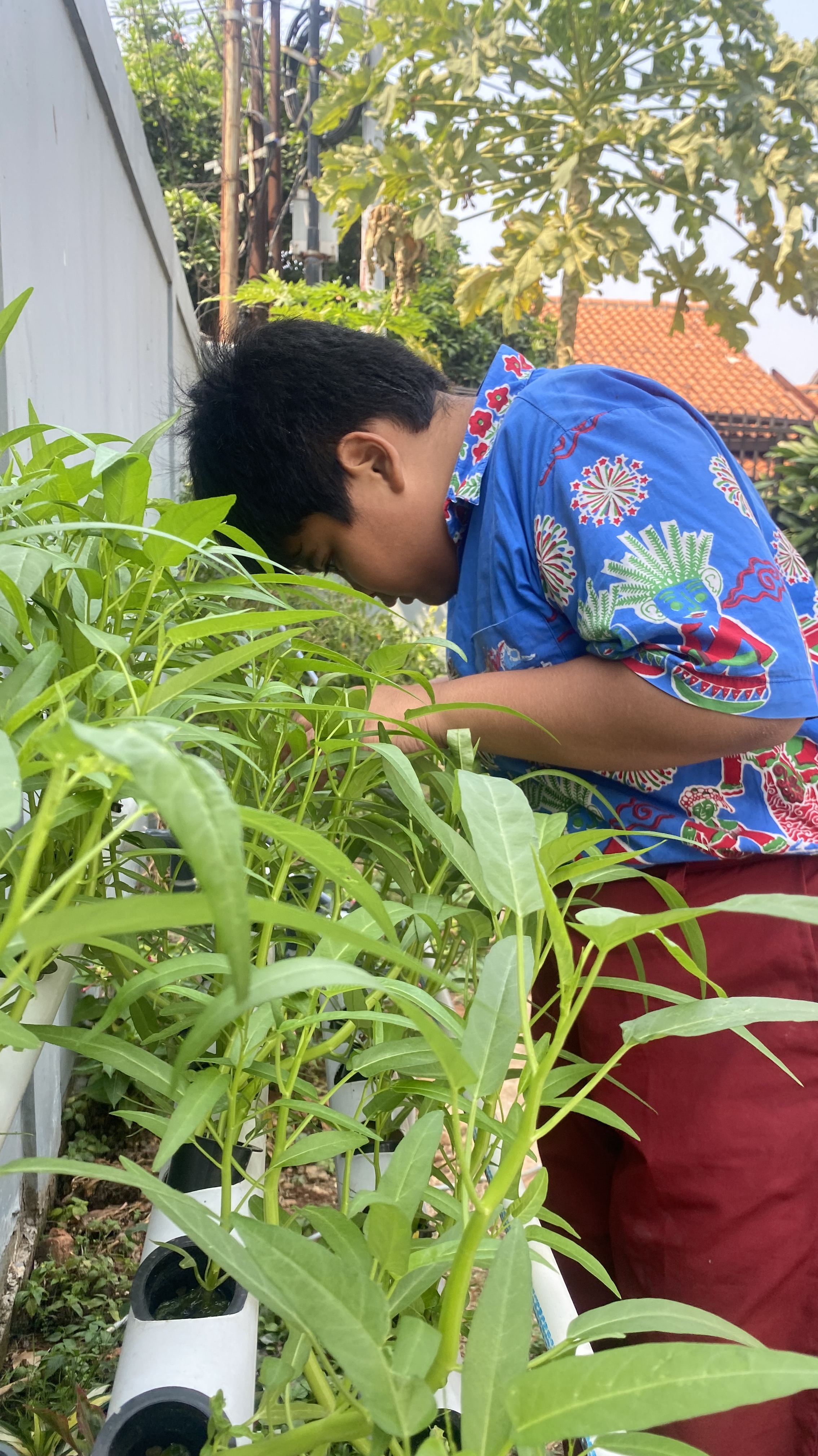 Lahan Urban Farming SDN Cipete Selatan 03 - Gambar 97