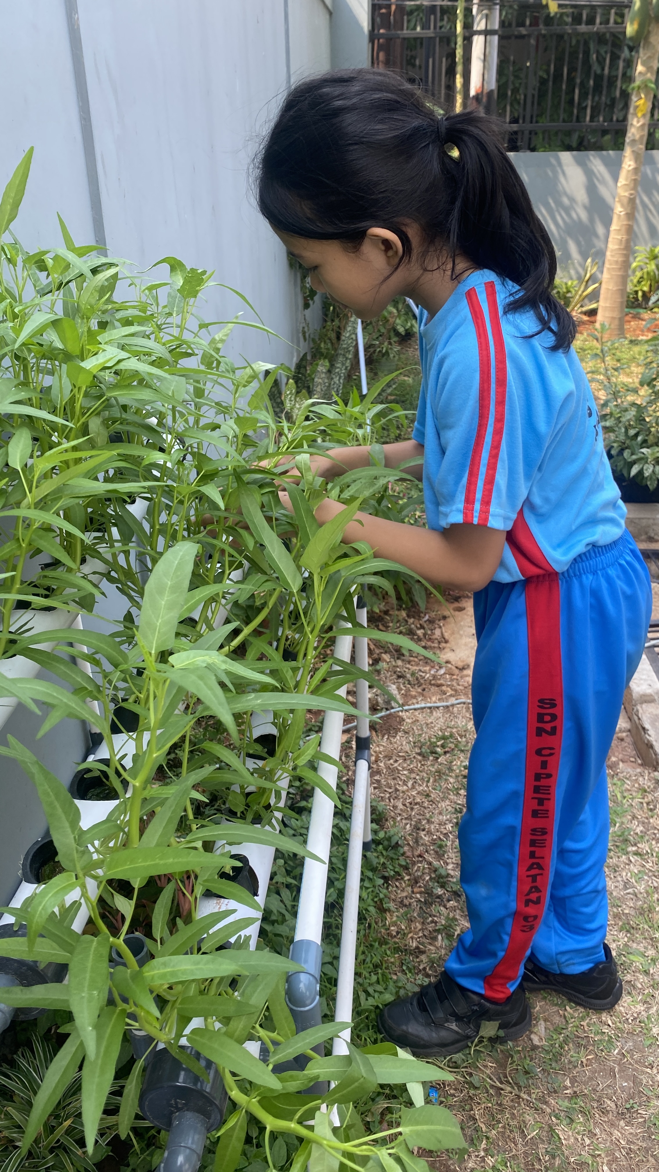 Lahan Urban Farming SDN Cipete Selatan 03 - Gambar 98