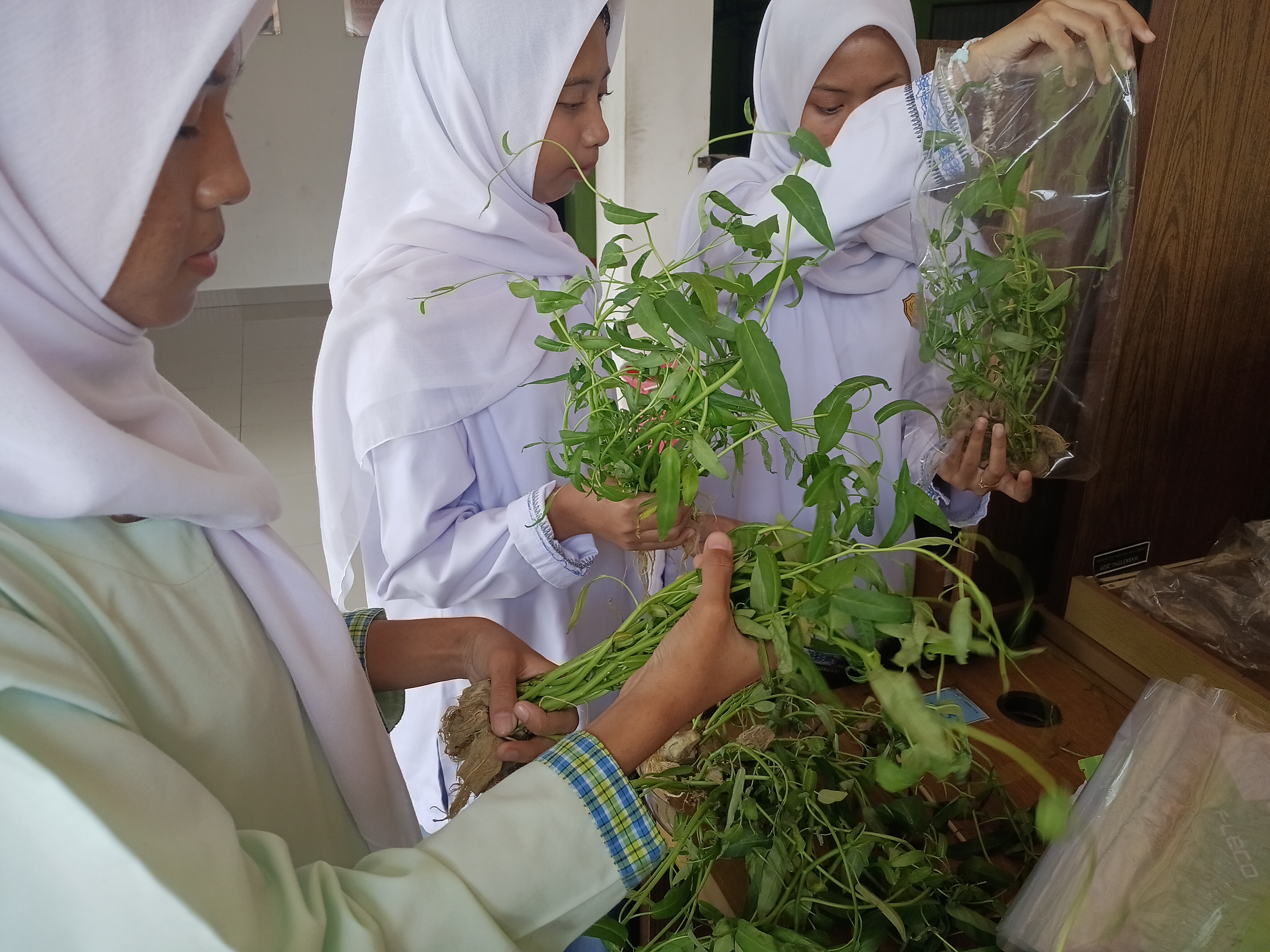 Lahan Urban Farming SMKN 41 Jakarta - Gambar 61