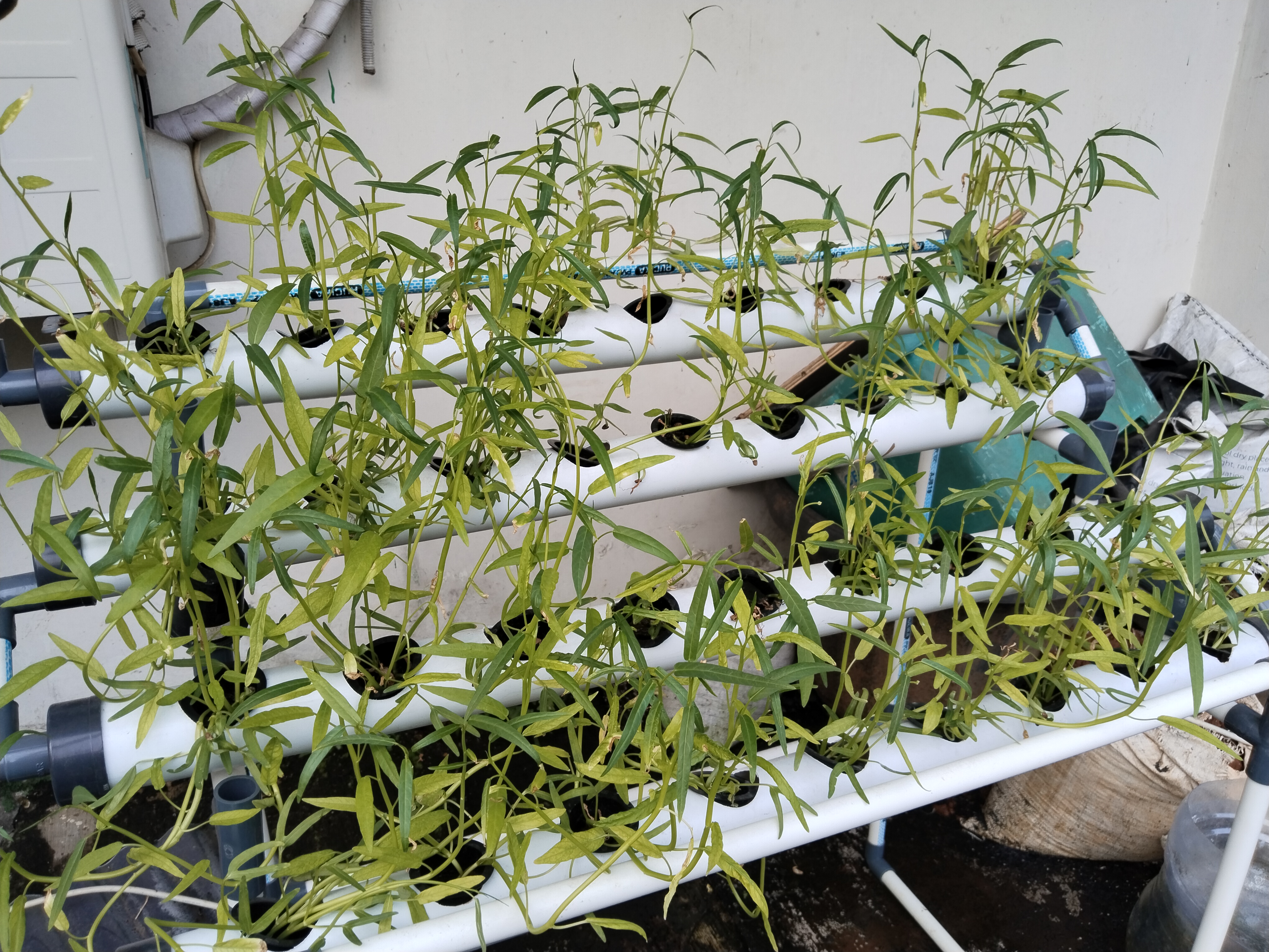 Lahan Urban Farming SMKN 62 Jakarta - Gambar 46