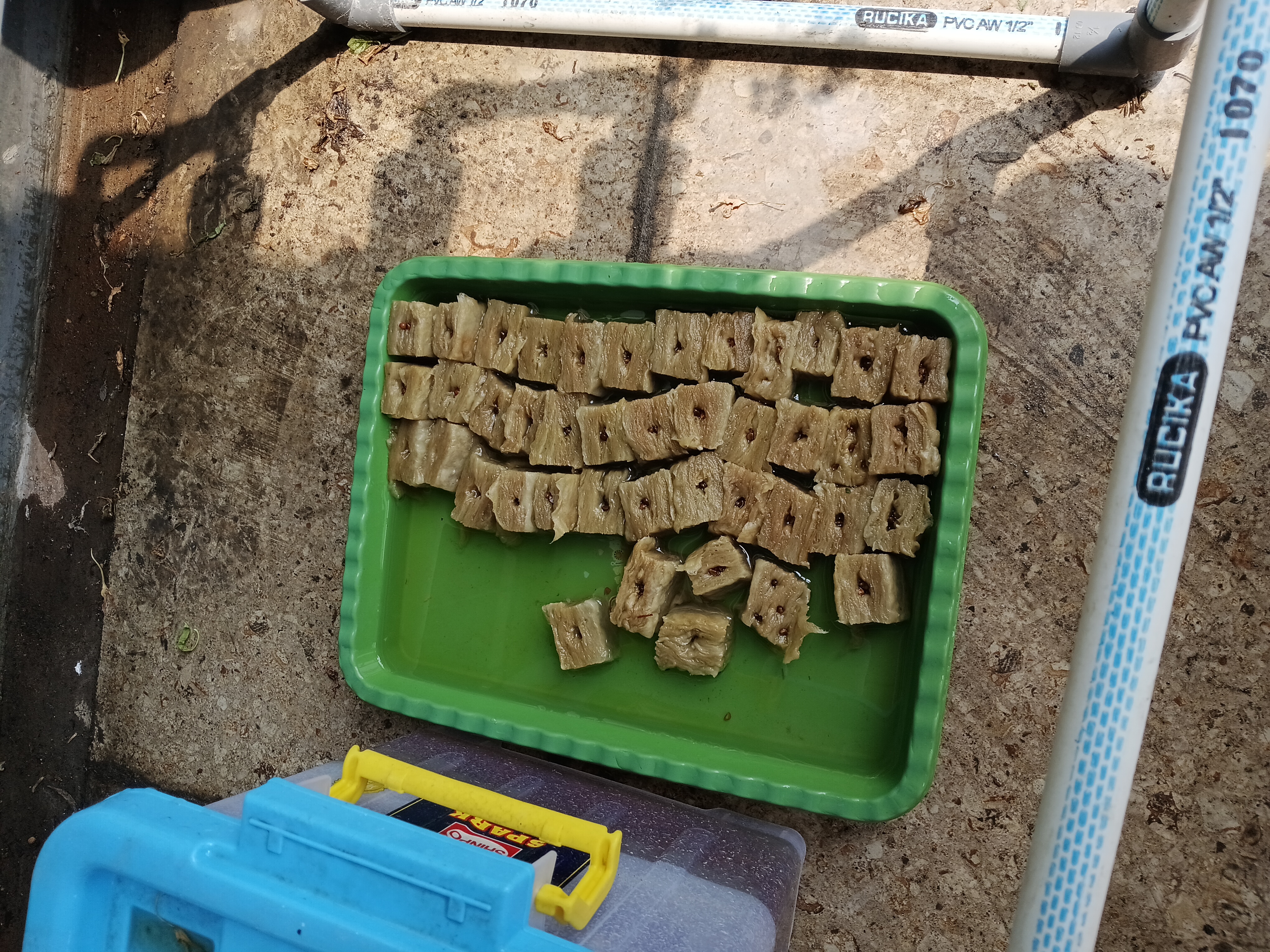 Lahan Urban Farming SMKN 41 Jakarta - Gambar 49