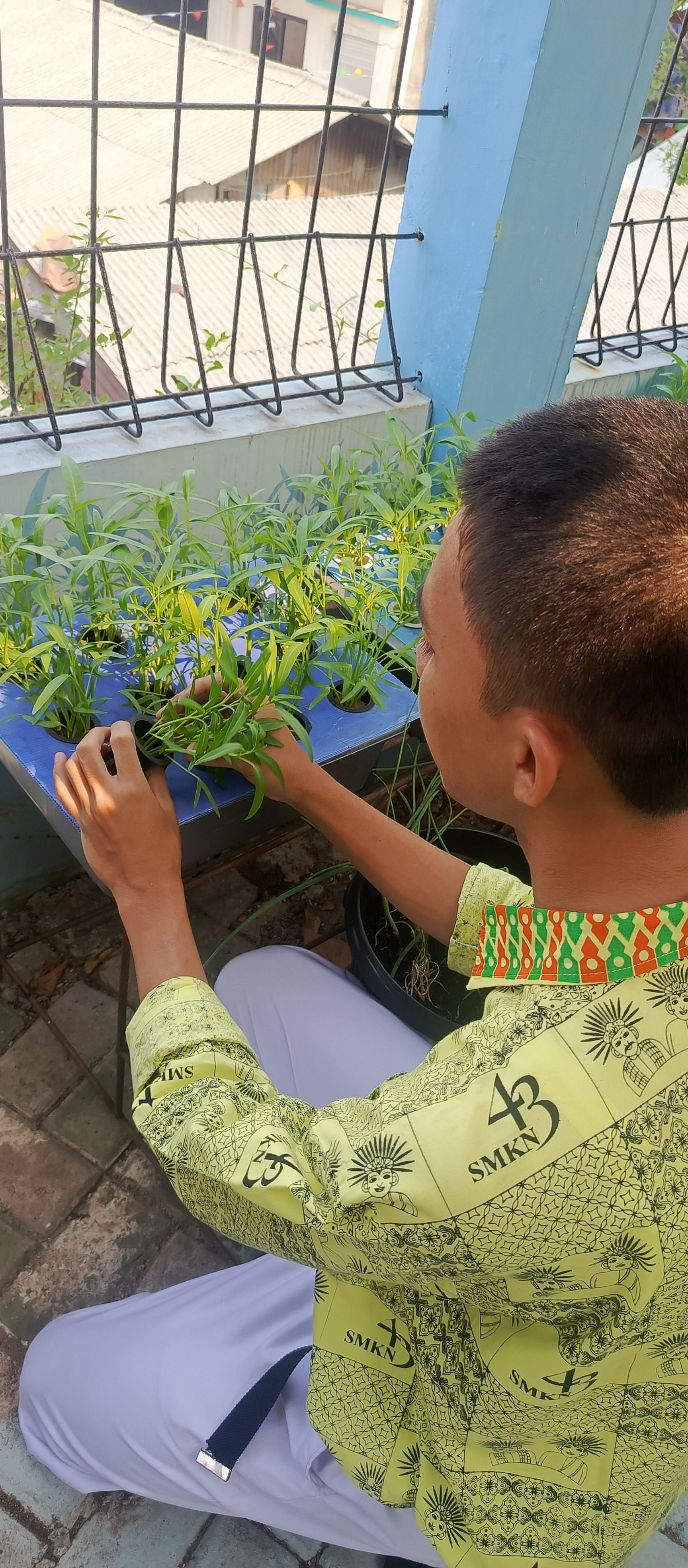Lahan Urban Farming SMKN 43 Jakarta - Gambar 163