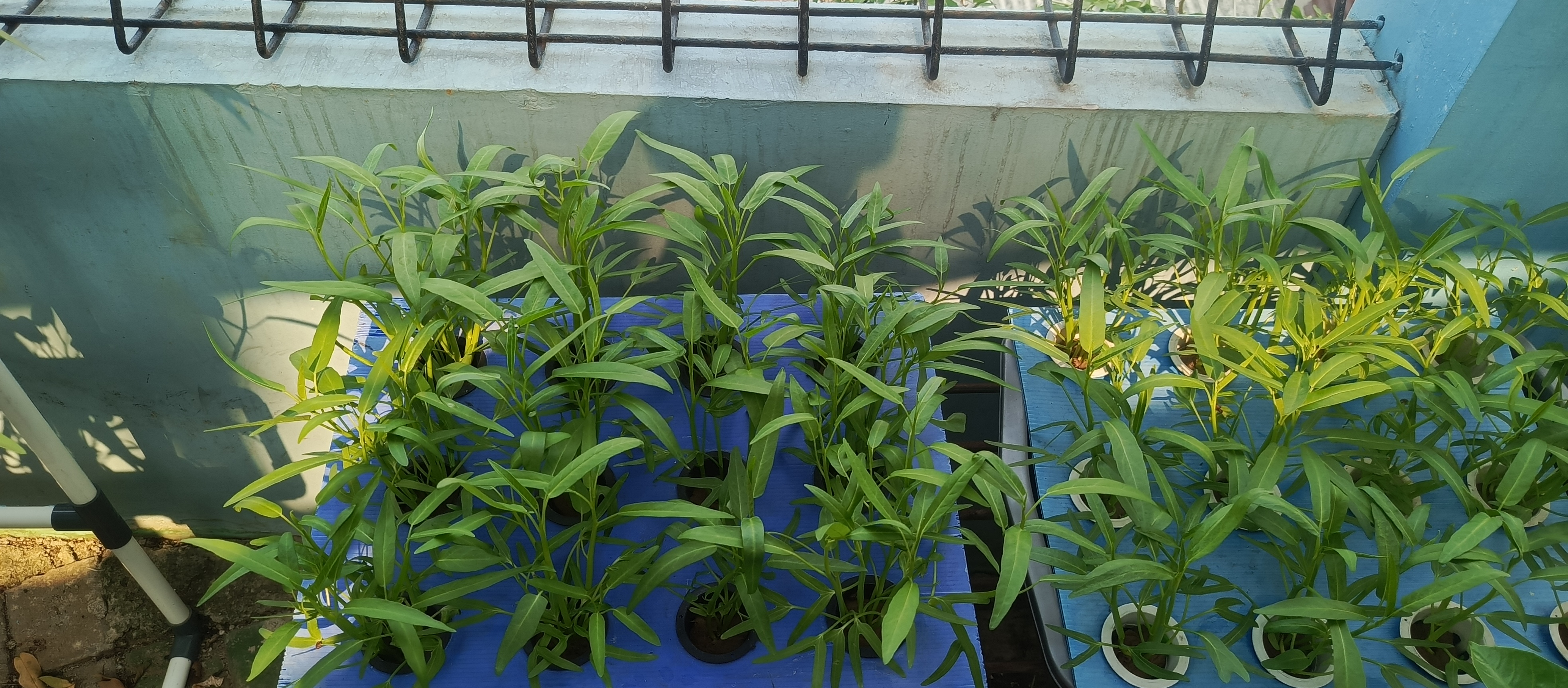 Lahan Urban Farming SMKN 43 Jakarta - Gambar 164