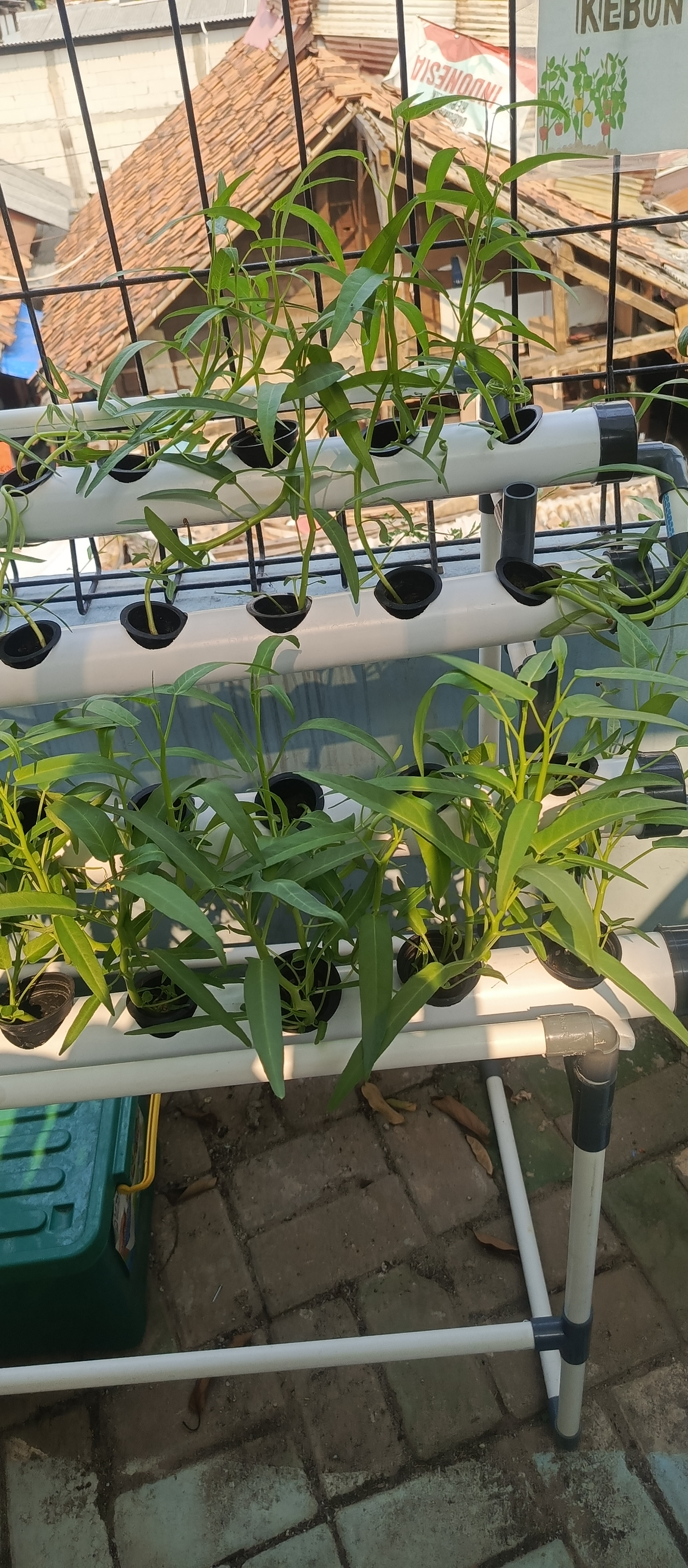 Lahan Urban Farming SMKN 43 Jakarta - Gambar 165