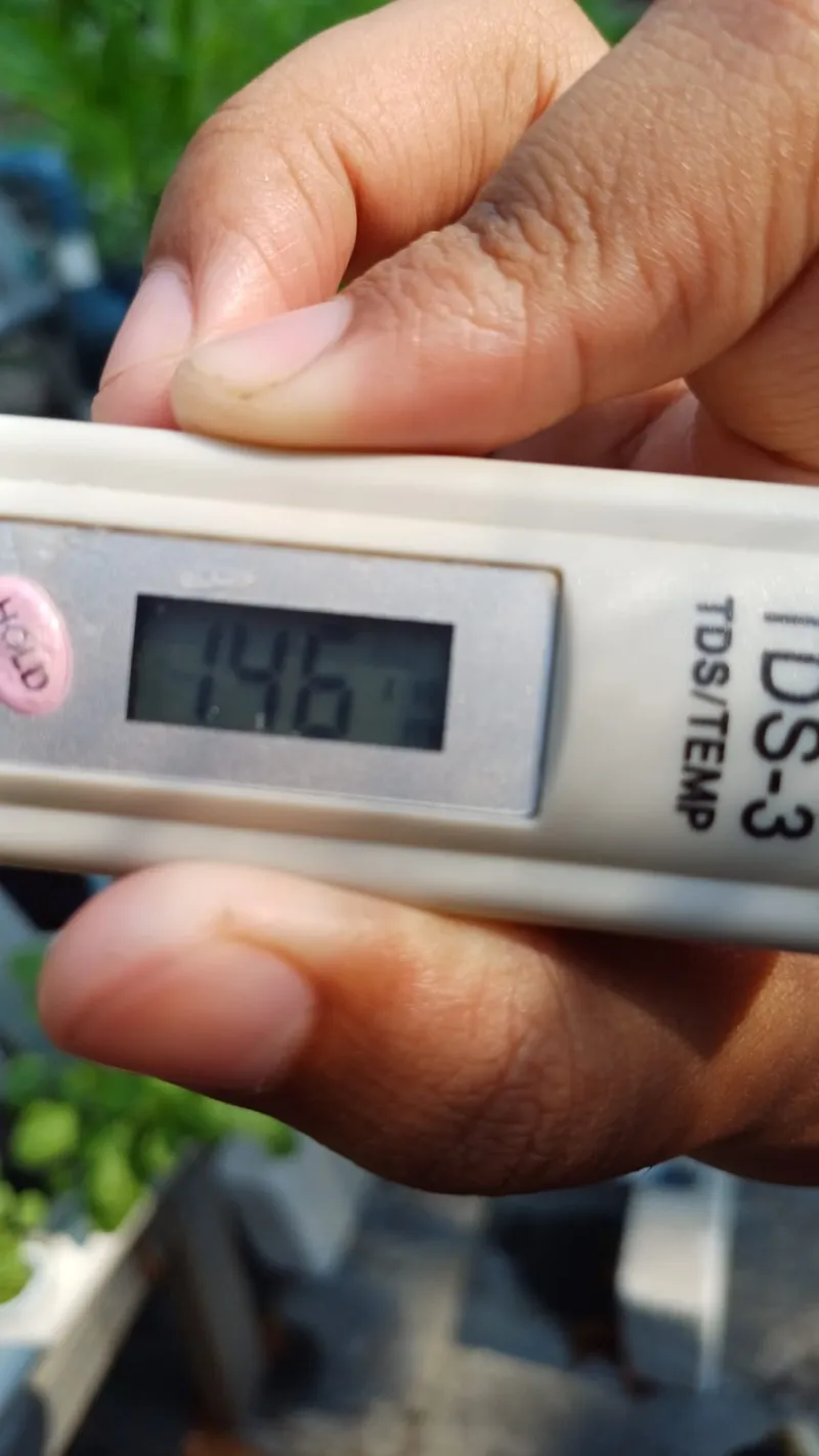 Lahan Urban Farming SMKN 59 Jakarta - Gambar 195