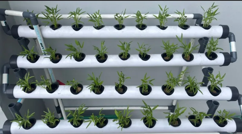 Lahan Urban Farming SMAN 116 Jakarta - Gambar 117