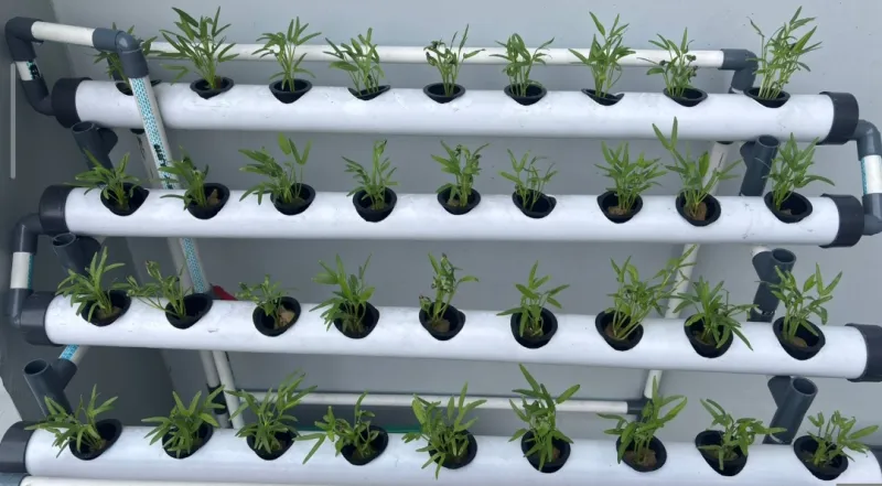 Lahan Urban Farming SMAN 116 Jakarta - Gambar 119