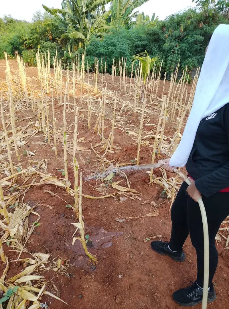 KEBUN SMKN 74 JAGAKARSA JAKARTA SELATAN - Gambar 255
